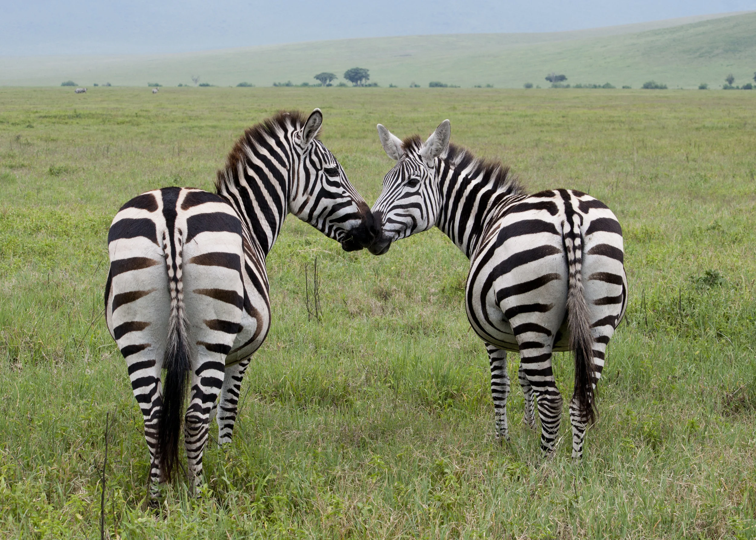 Wildlife17.JPG