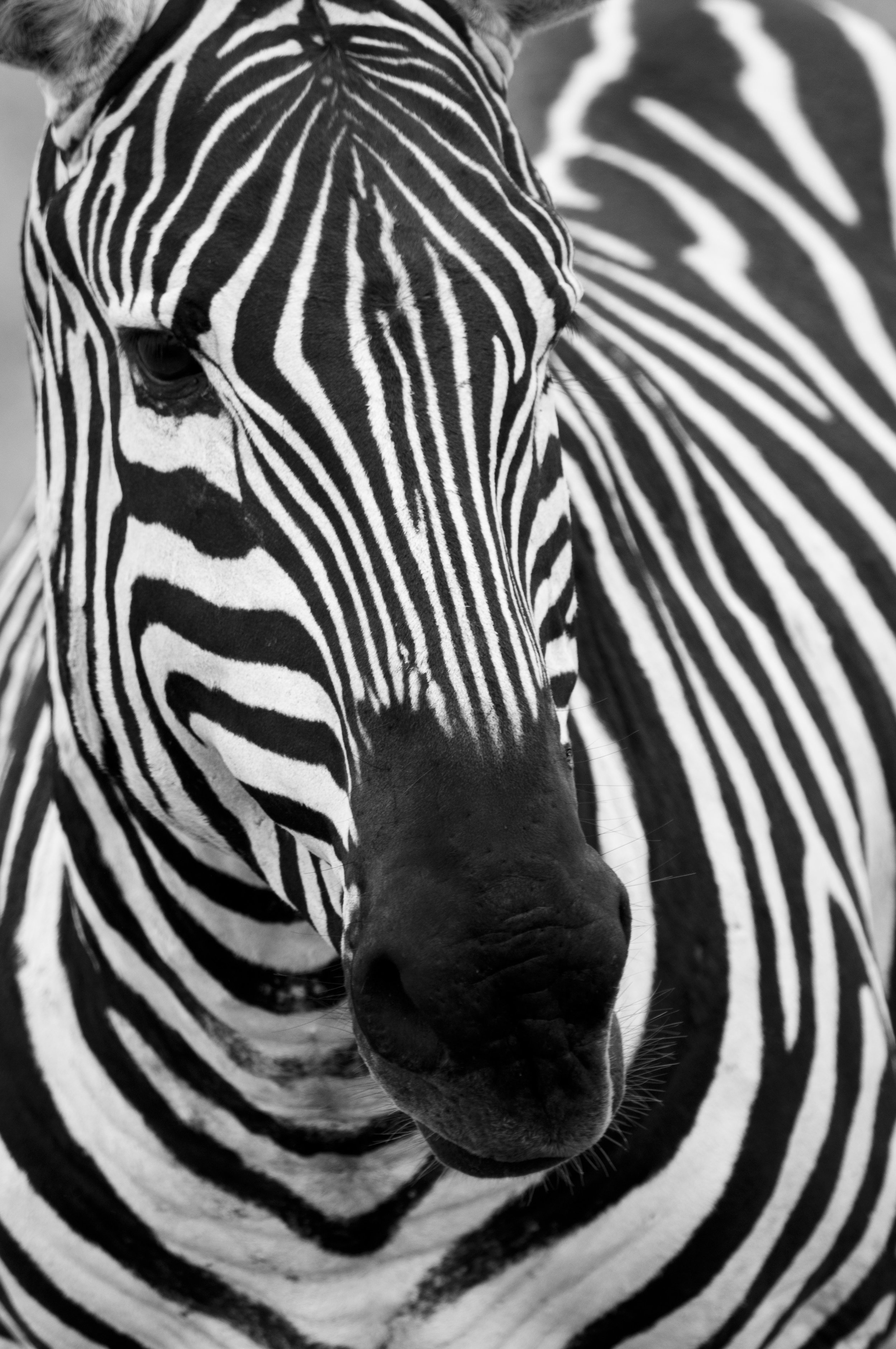 Wildlife19.JPG