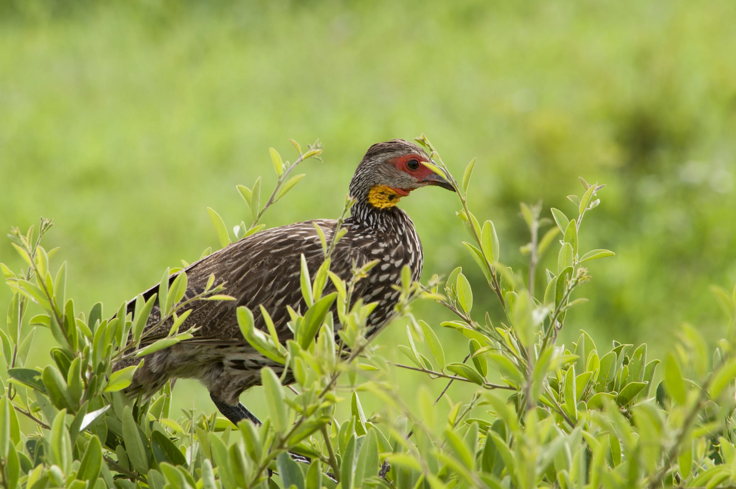 Wildlife08.JPG