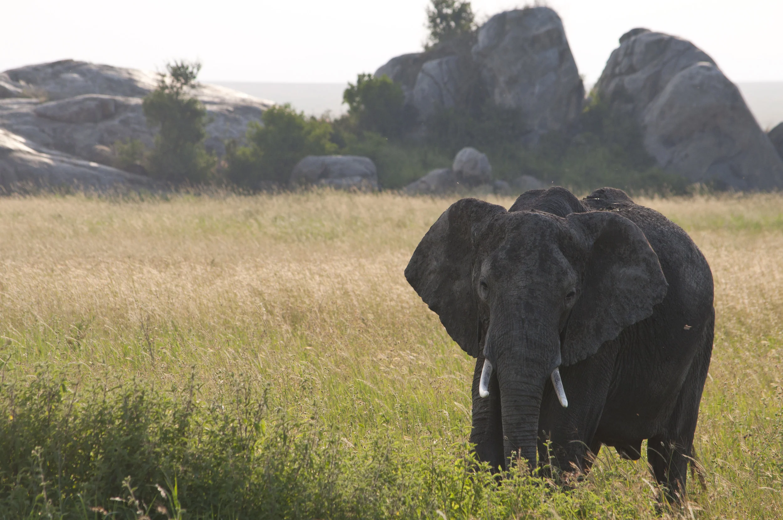 Wildlife26.JPG