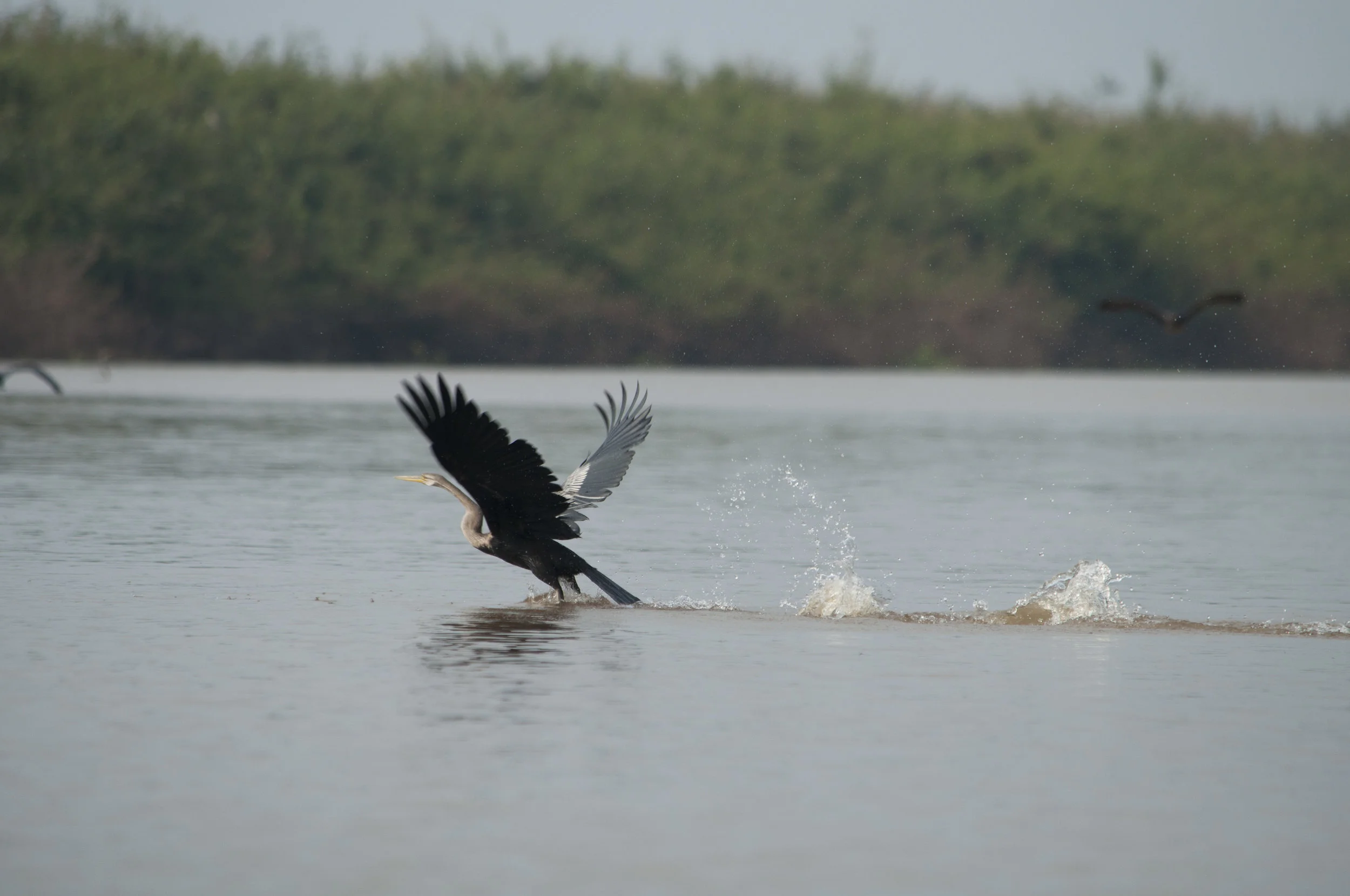 Wildlife38.JPG