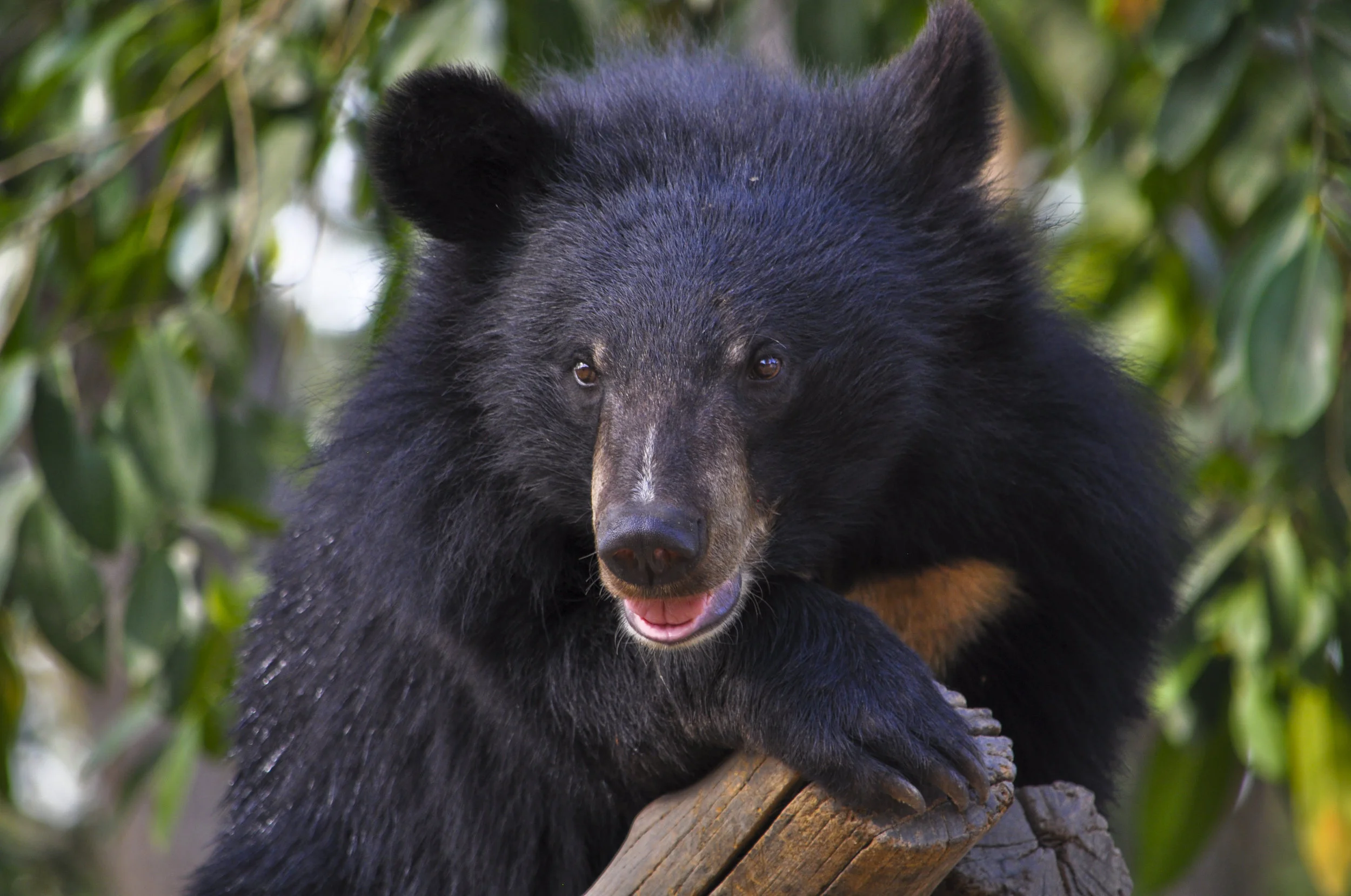 Wildlife37.JPG