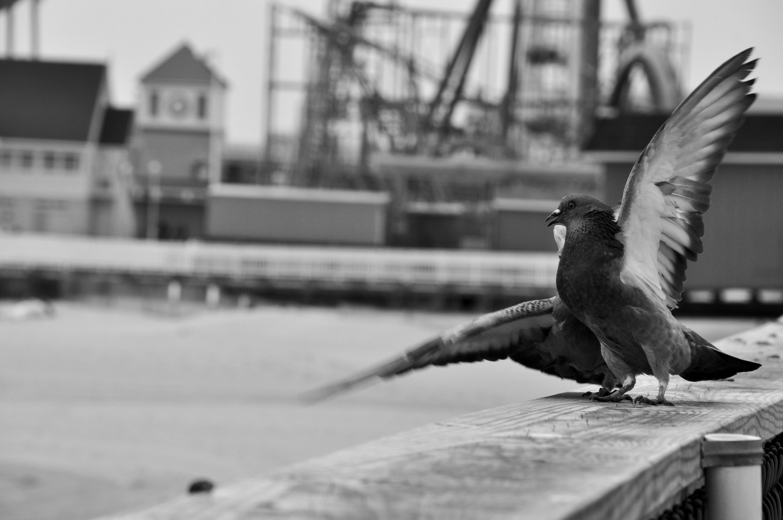 Wildlife29.JPG