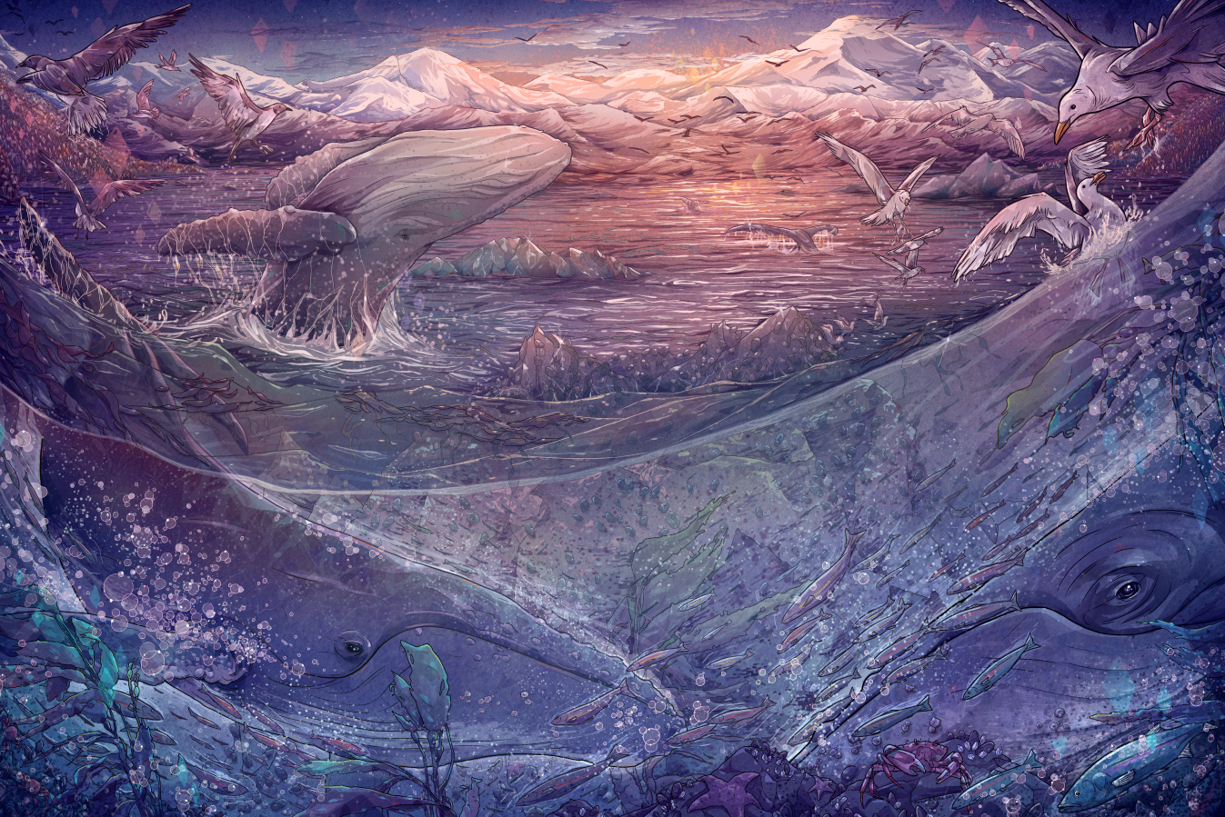 Whale Migration