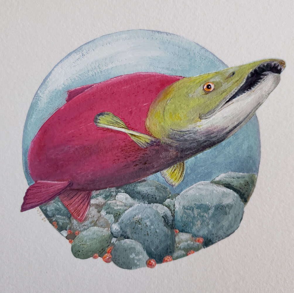 ***SOLD*** Sockeye Salmon - Original Painting