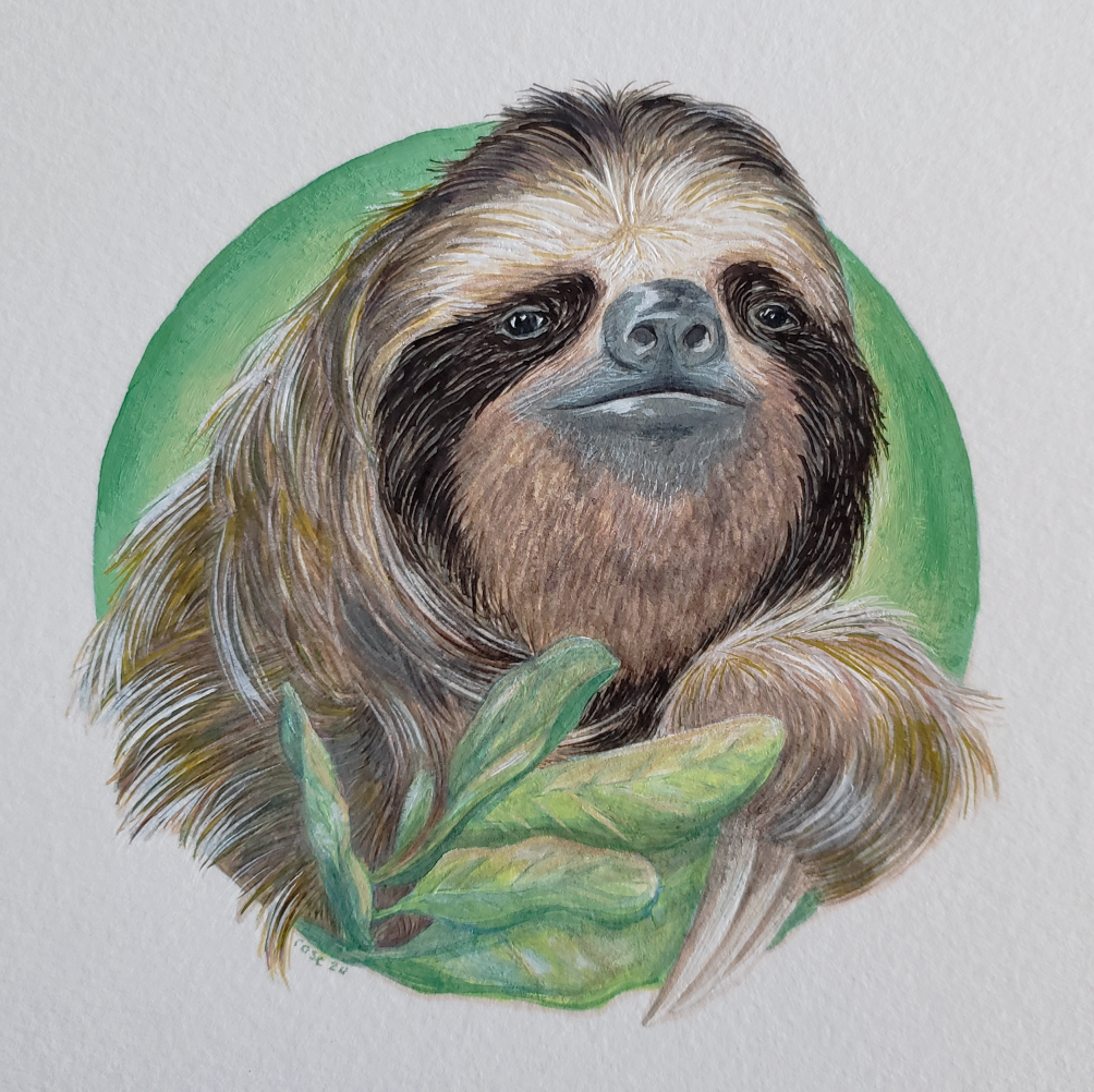    Sloth  , gouache on paper. 5” x 5” 