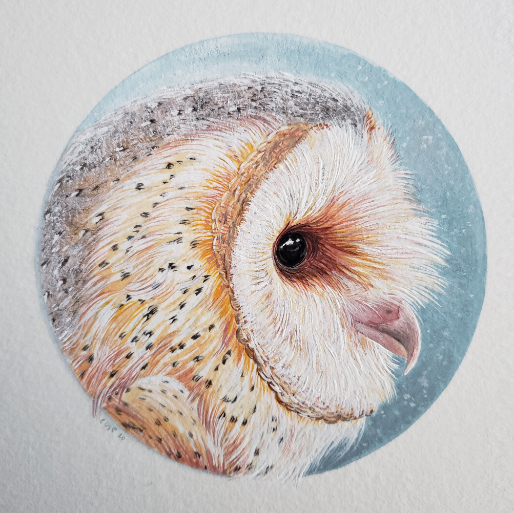    Barn Owl   ,  gouache on paper. 5” x 5” 