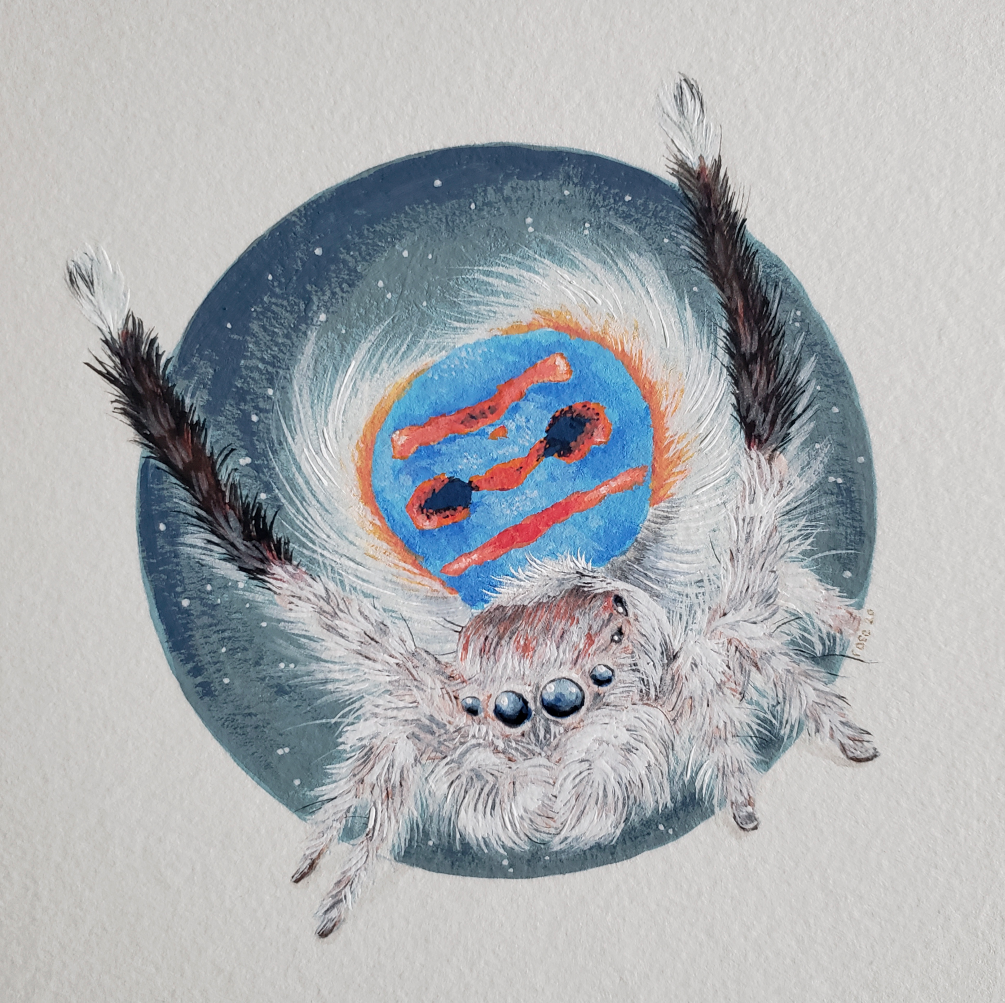 ***SOLD*** Australian Peacock Jumping Spider - Original Painting
