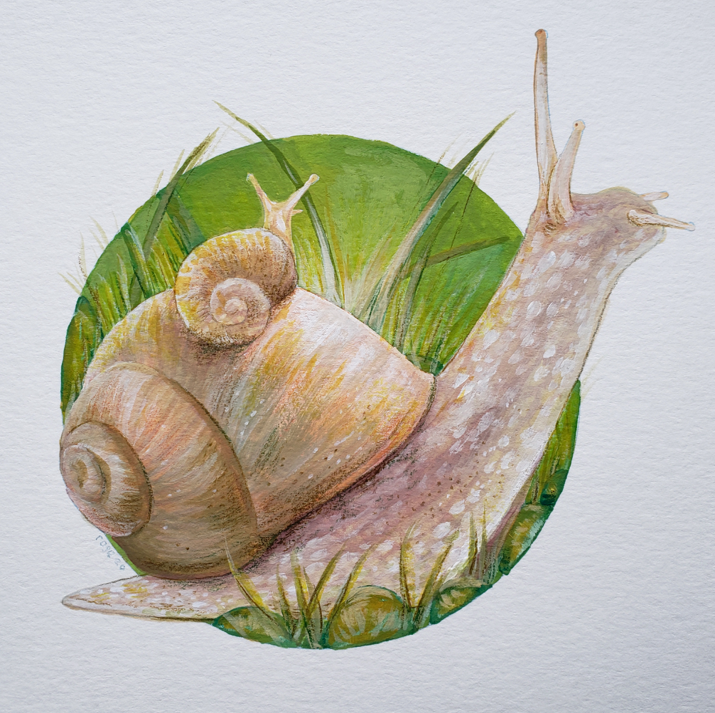    Garden Snail   ,  gouache on paper. 5” x 5” 