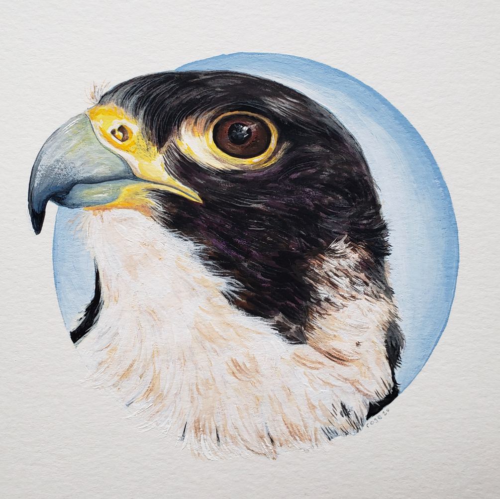 ***SOLD*** Peregrine Falcon - Original Painting