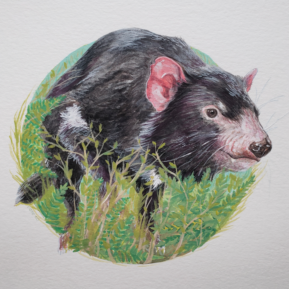 Tasmanian Devil - Original Painting