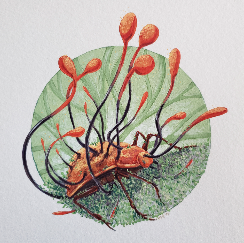   Ophiocordyceps and Beetle    gouache on paper 