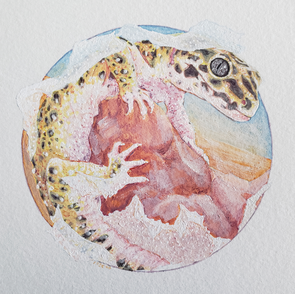   Leopard Gecko   gouache on paper 