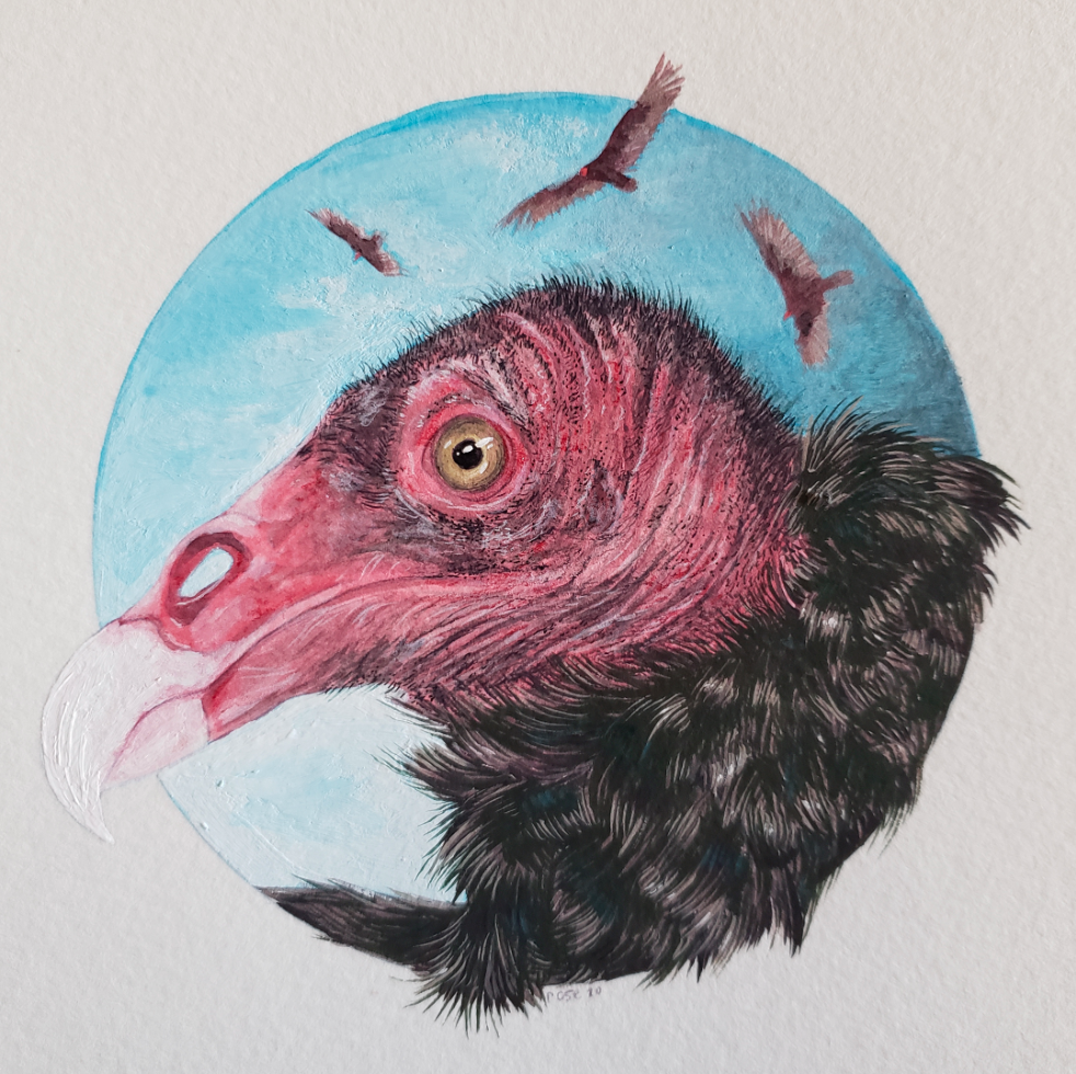   Turkey Vulture   gouache on paper 