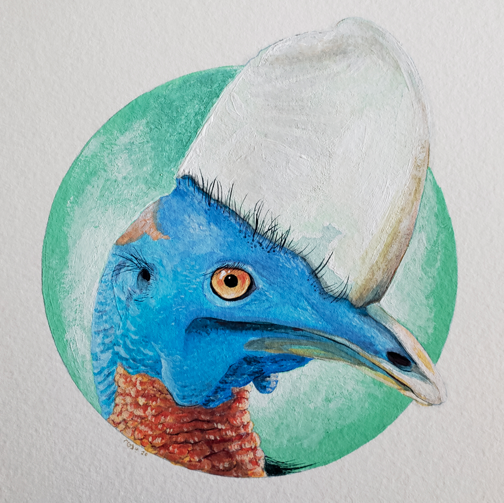  Southern Cassowary   gouache on paper 