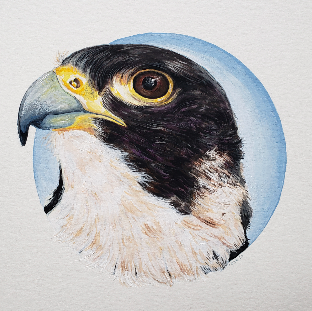   Peregrine Falcon   gouache on paper 