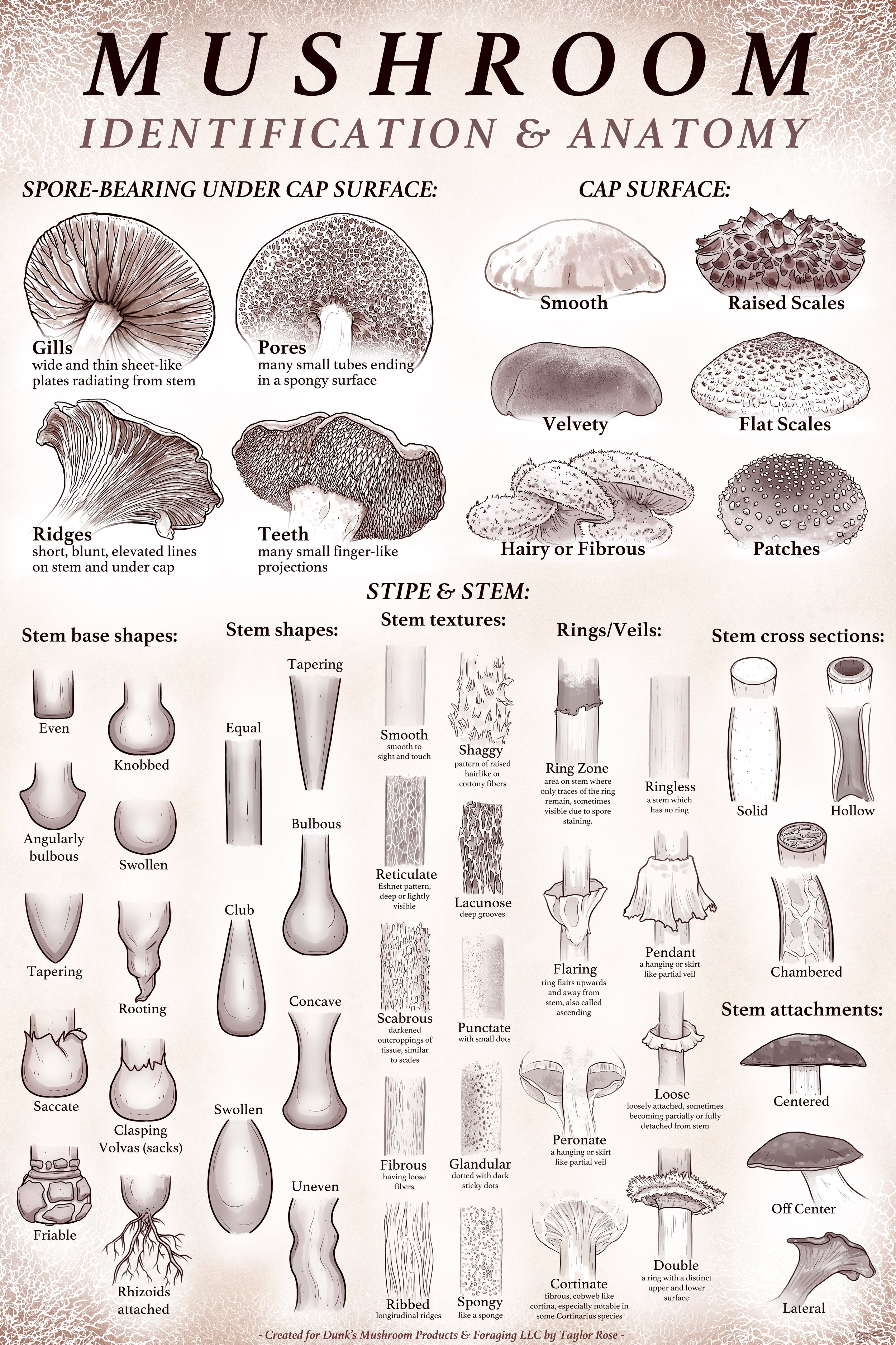   Mushroom ID &amp; Anatomy  Educational Poster   Dunks Mushrooms      