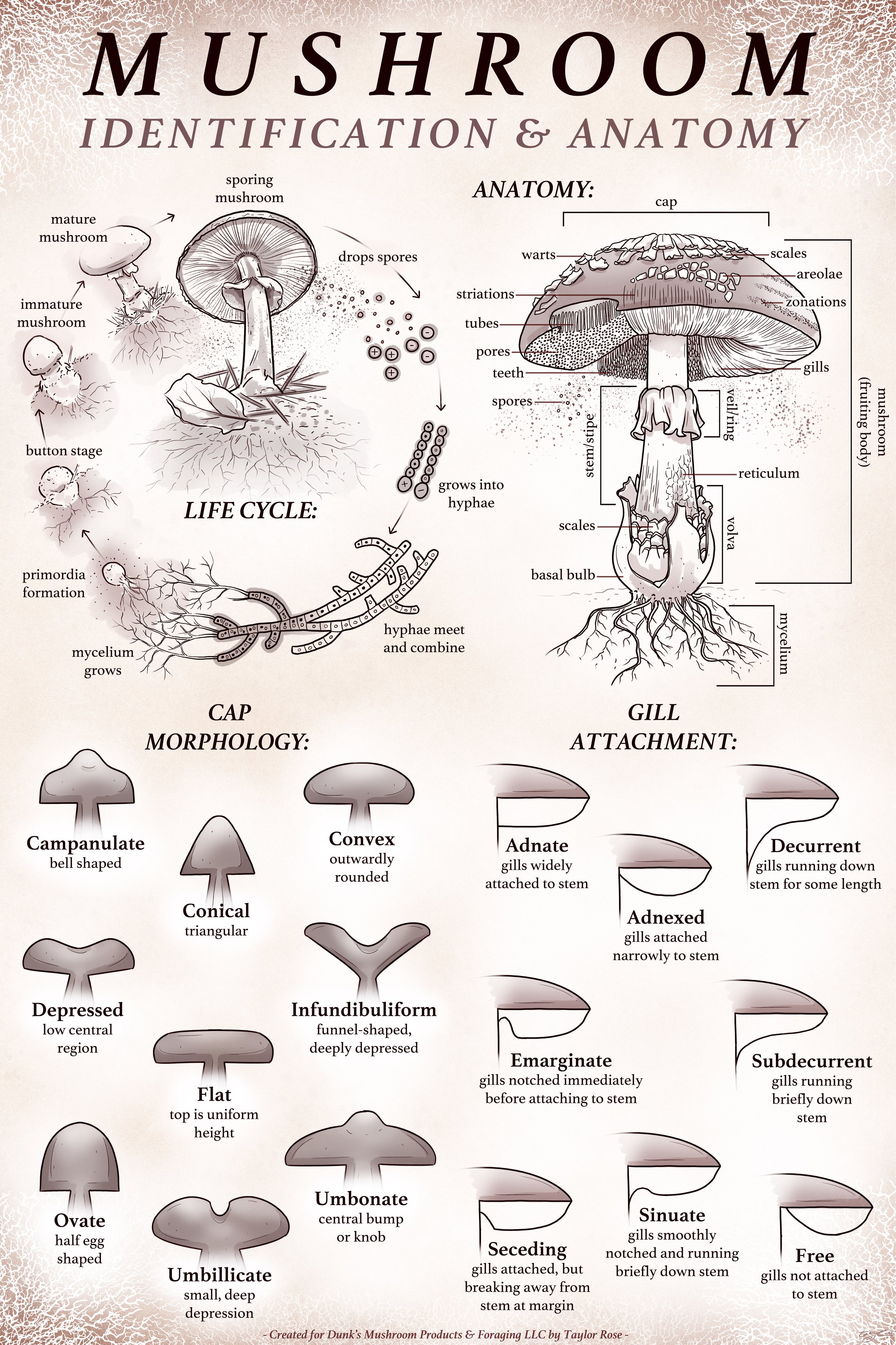   Mushroom ID &amp; Anatomy  Educational Poster  Dunks Mushrooms   