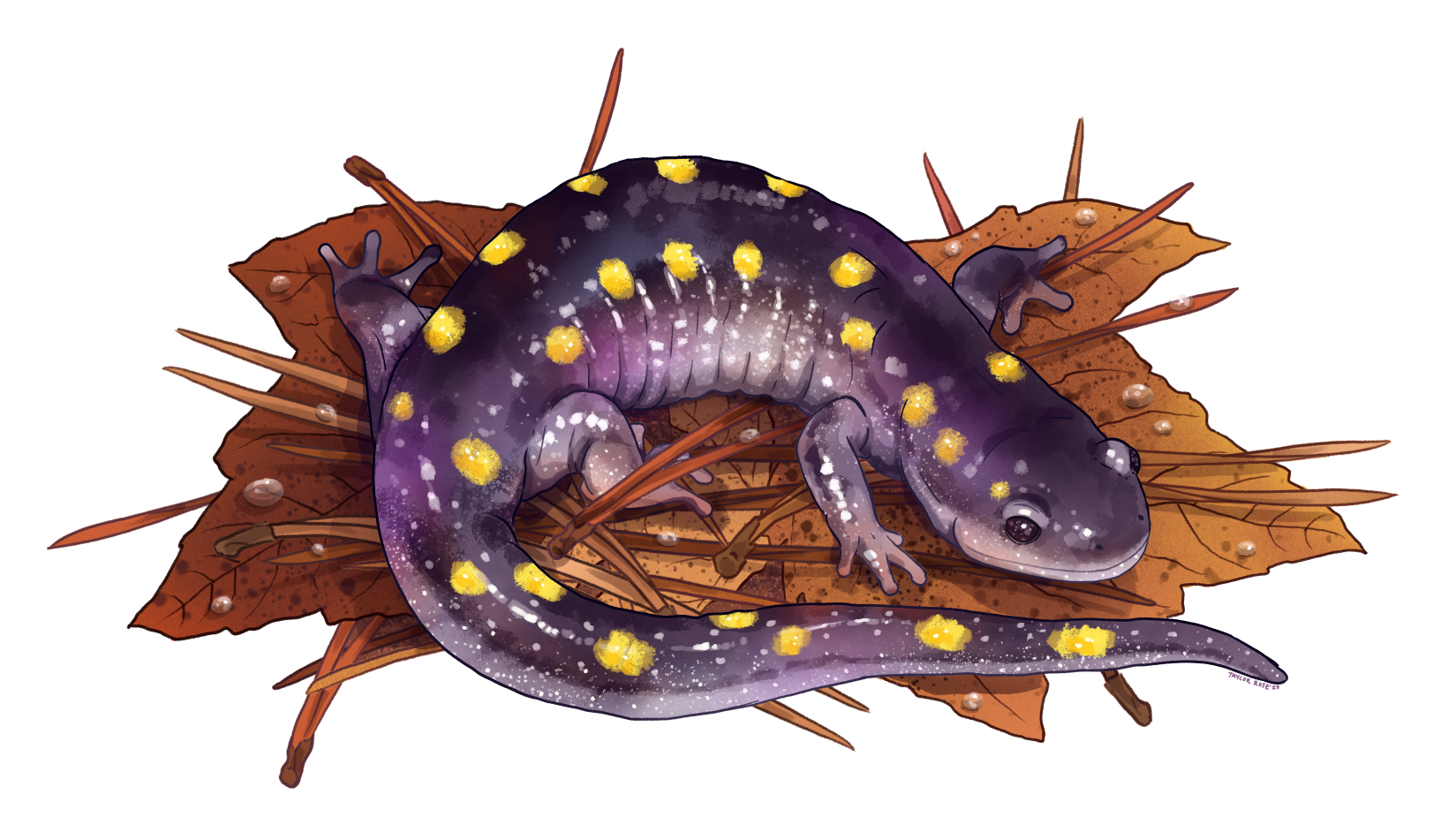  Yellow Spotted Salamander  