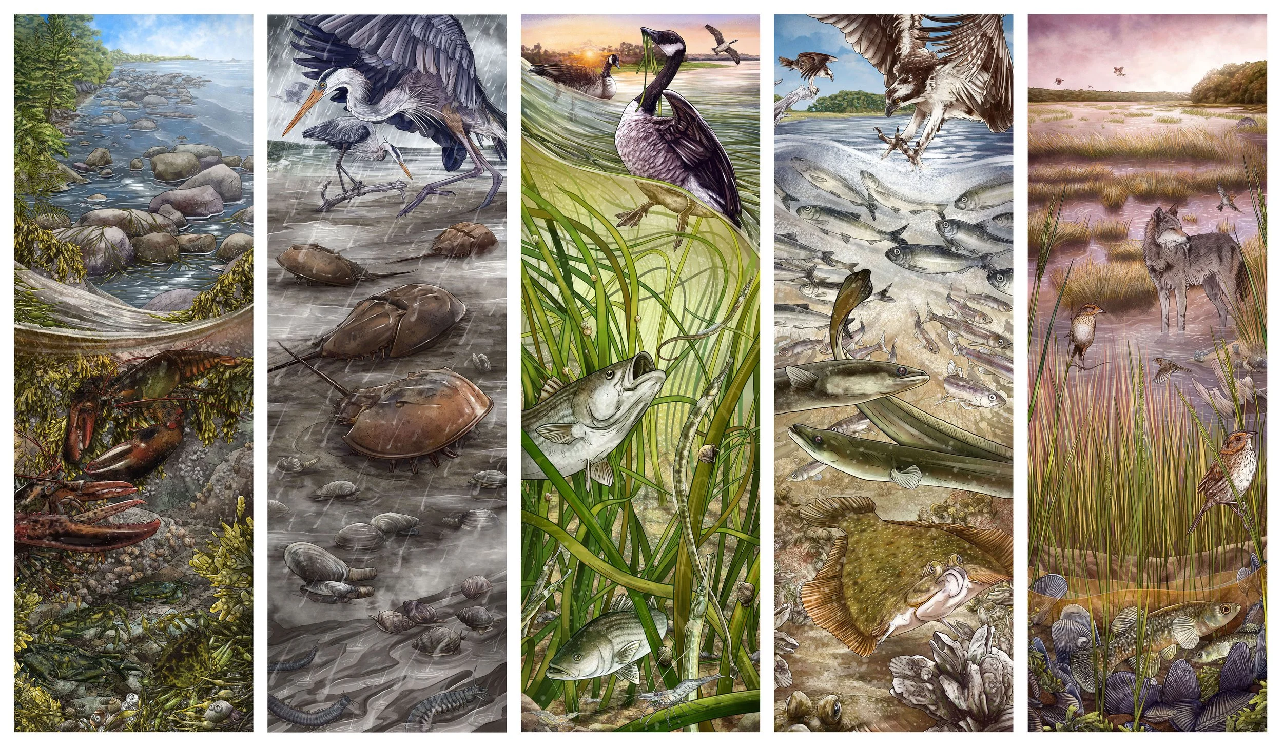   Marsh Ecosystem Highlights  (from left to right):  Rocky Intertidal, Mudflat, Eelgrass, Channel Bottom, Salt Marsh  museum displays in Greenland, NH. Contracted by the Great Bay National Estuarine Research Reserve and Discovery Center. 