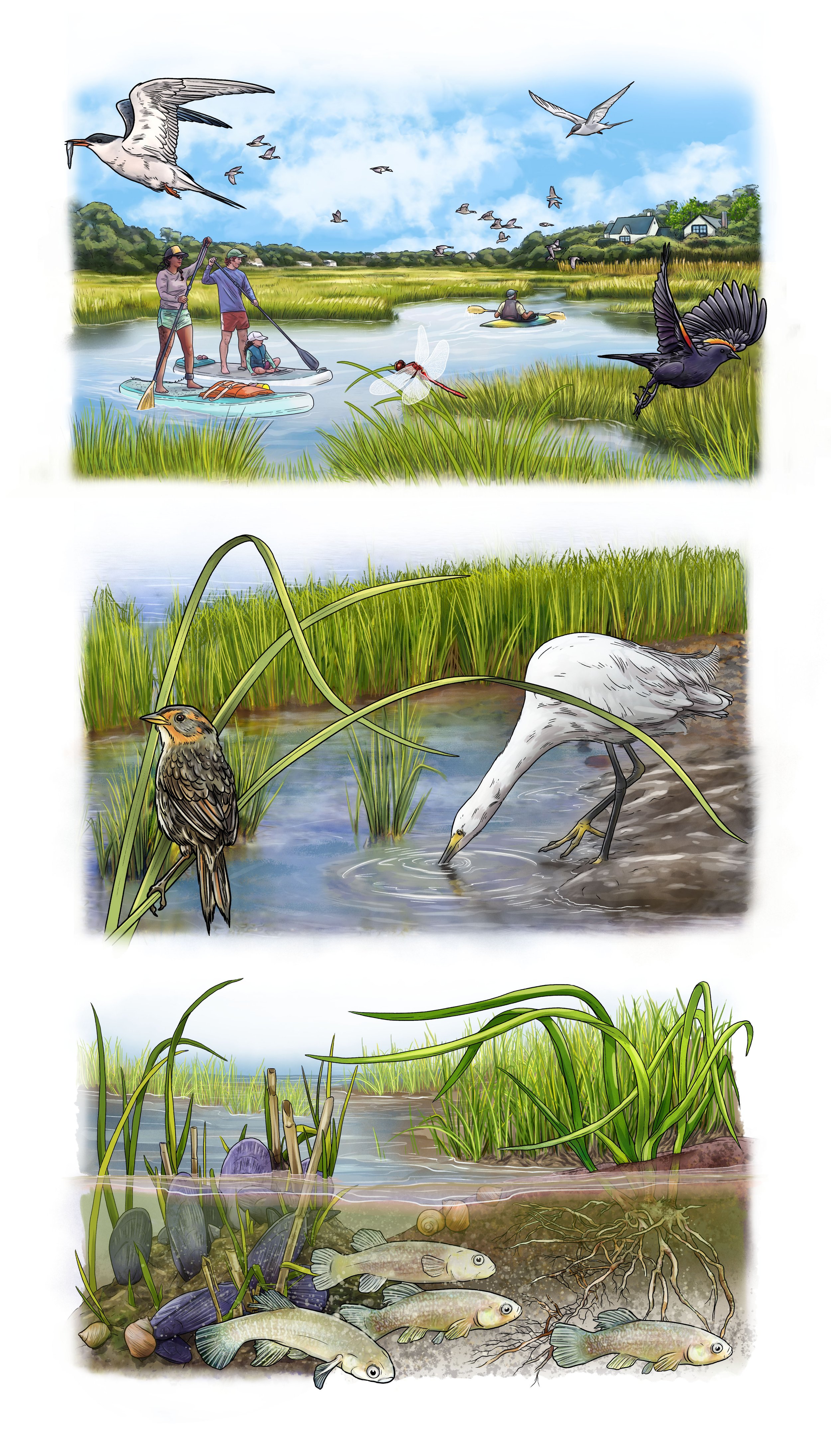    Caring for Our Marshes  , illustrations contracted by and for the  New Hampshire Department of Environmental Services Coastal Program  and the Great Bay National Estuarine Research Reserve. 