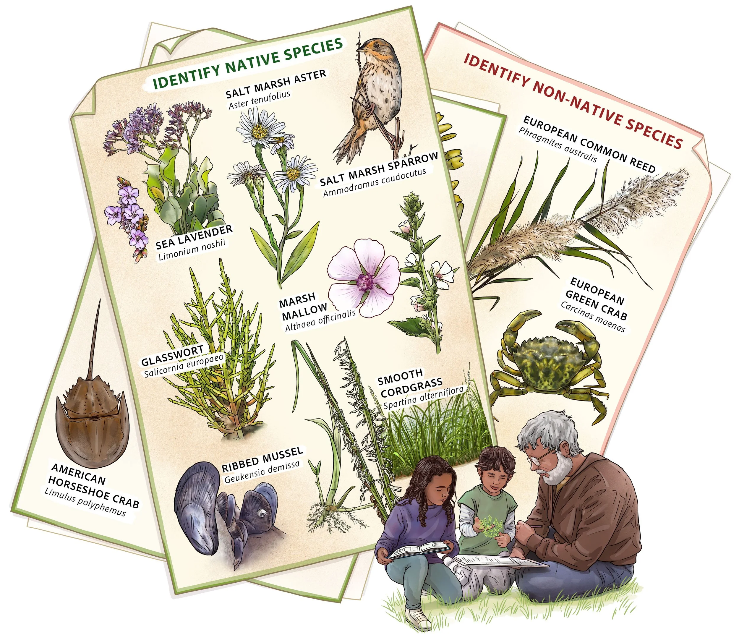    Caring for Our Marshes  , illustration contracted by and for the  New Hampshire Department of Environmental Services Coastal Program  and the Great Bay National Estuarine Research Reserve. 