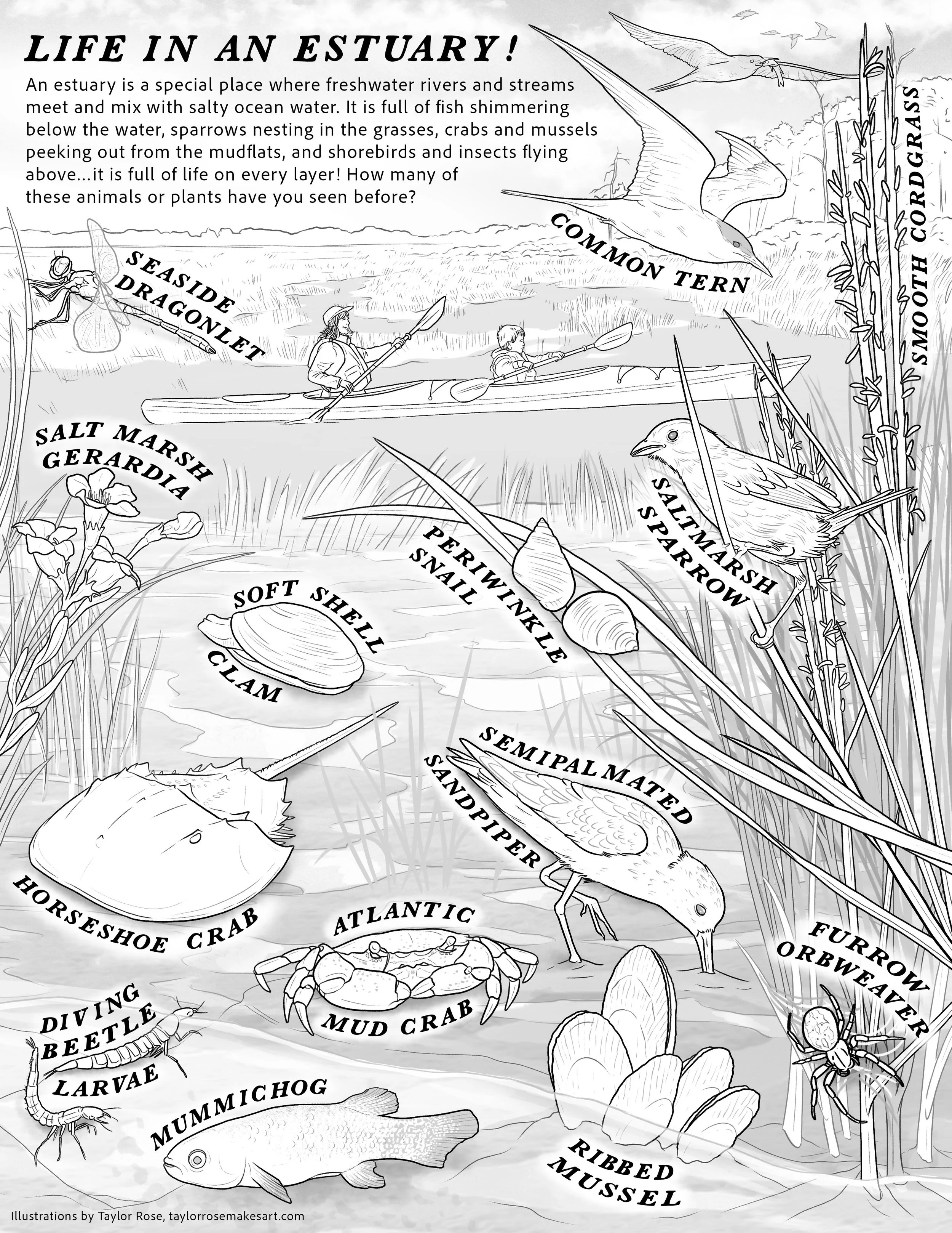    Life in an Estuary!     educational coloring page contracted by  The Seabrook-Hamptons Estuary Alliance  for the annual  National Estuaries Week all ages coloring contest    