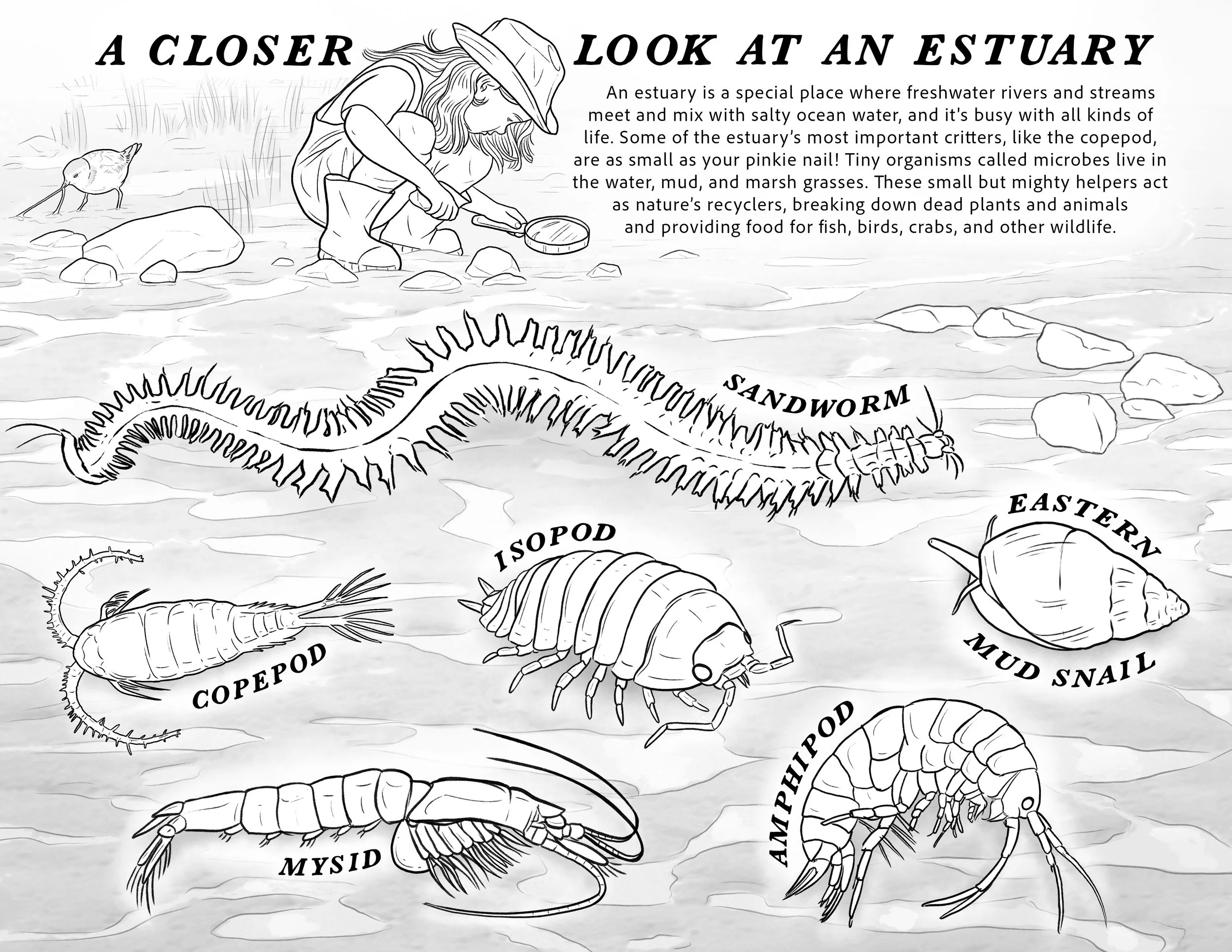    Life in an Estuary!     educational coloring page contracted by  The Seabrook-Hamptons Estuary Alliance  for the annual  National Estuaries Week all ages coloring contest    