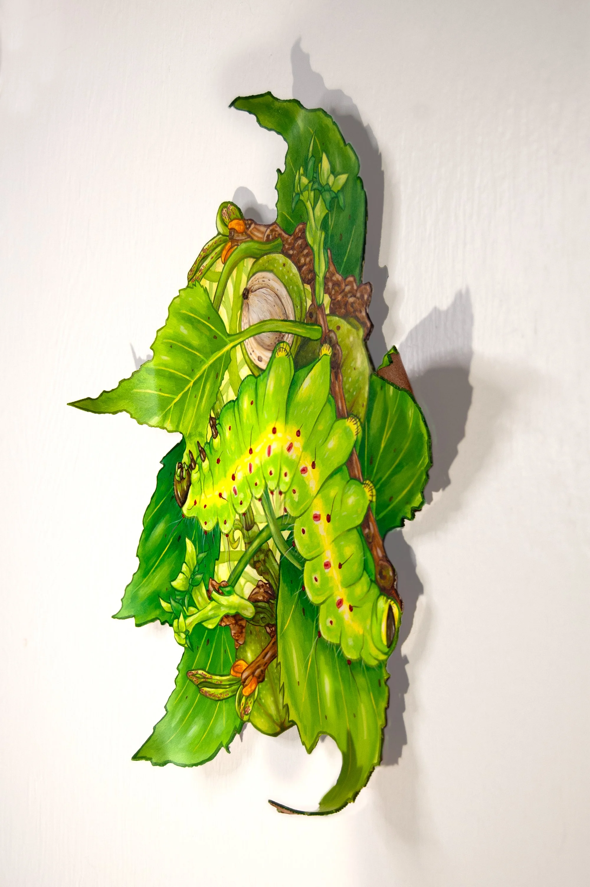 Taylor Rose - Luna Moth Caterpillar and Hickory2.jpg