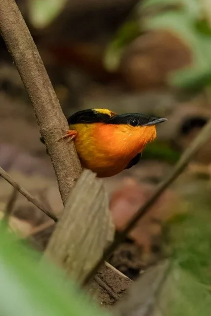 _7R52251 Medium.jpeg