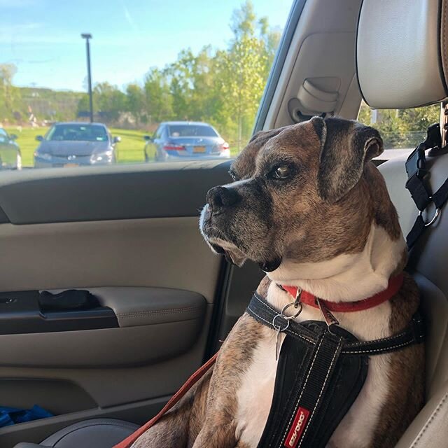 Driving and zoning out on a Dunkin run with this girl today❤️