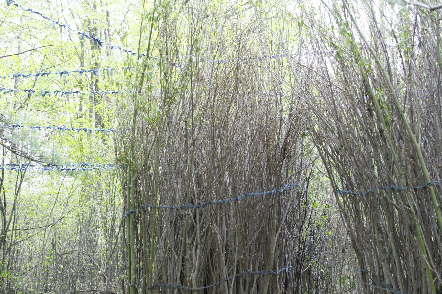 Blue Bower, during installation