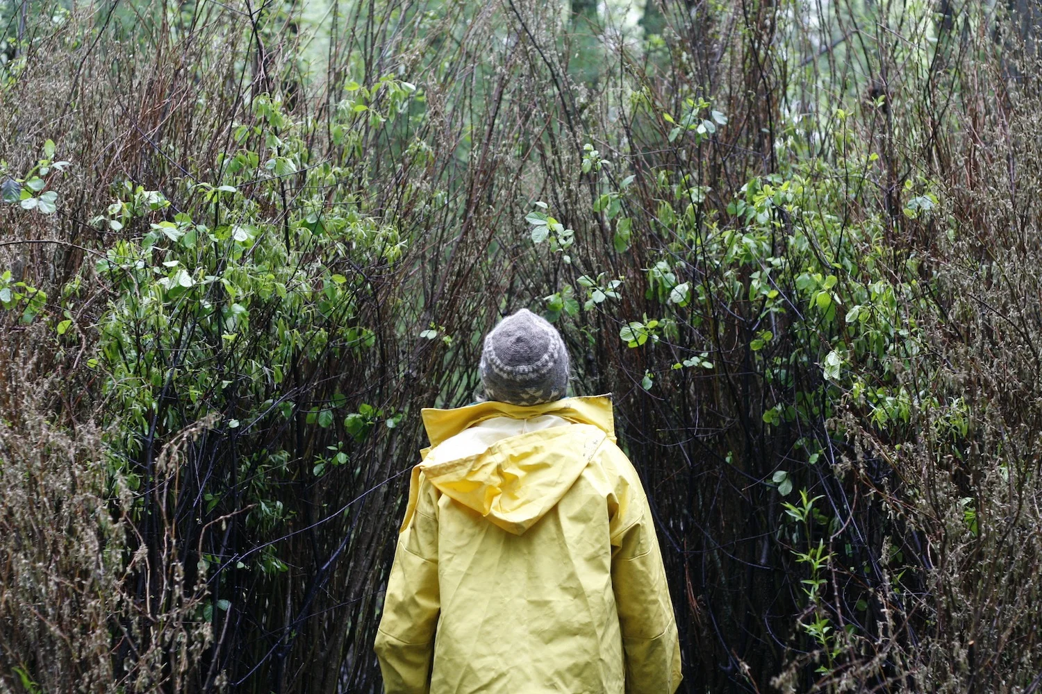 the sculptural work of nests