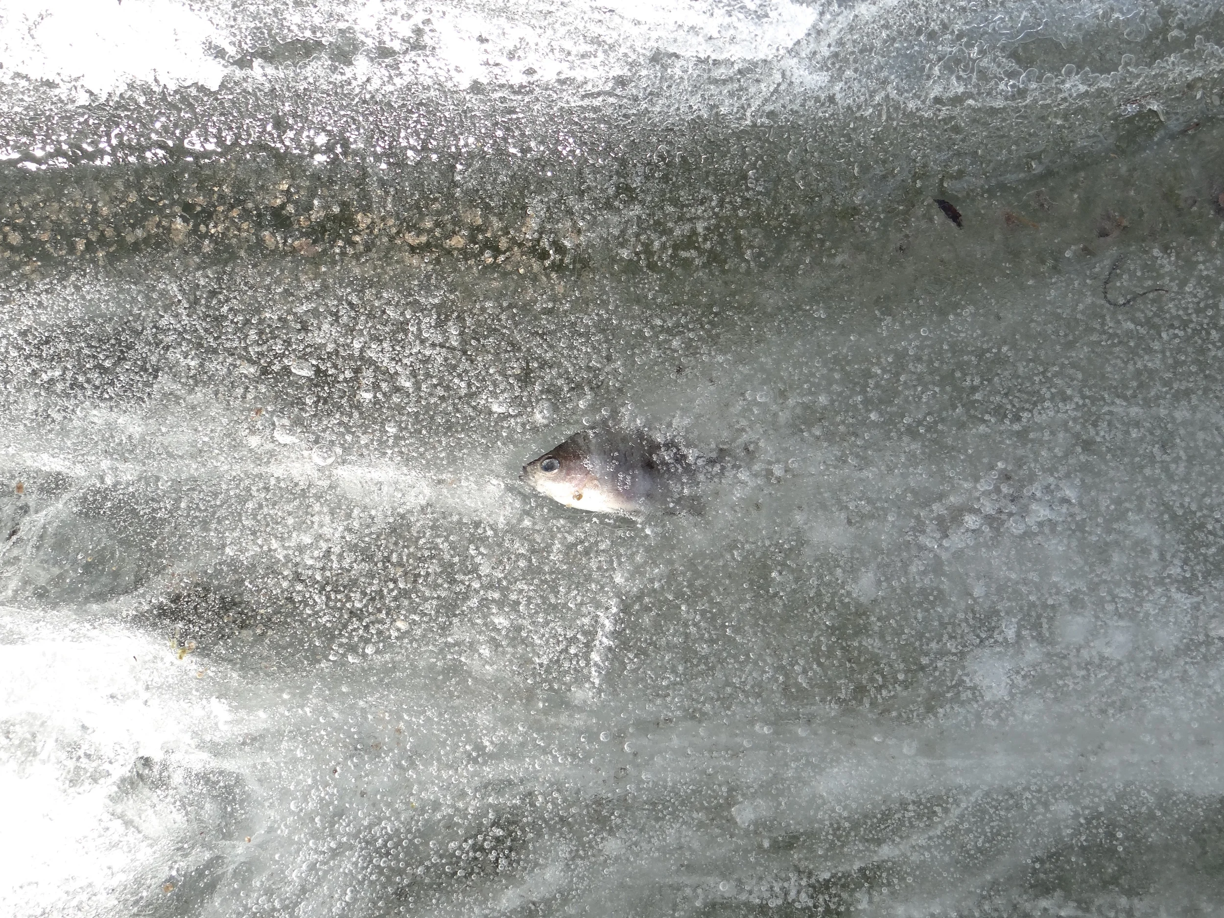 Caught in the Current