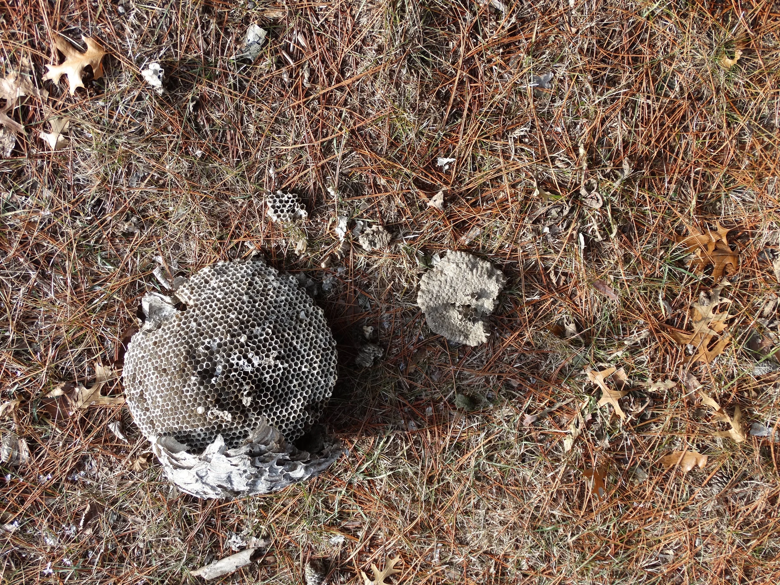 Wind fallen wasps' nest, beneath a colony of pines. Upper Mississippi River. Stoddard, Wisconsin. December 7, 2016