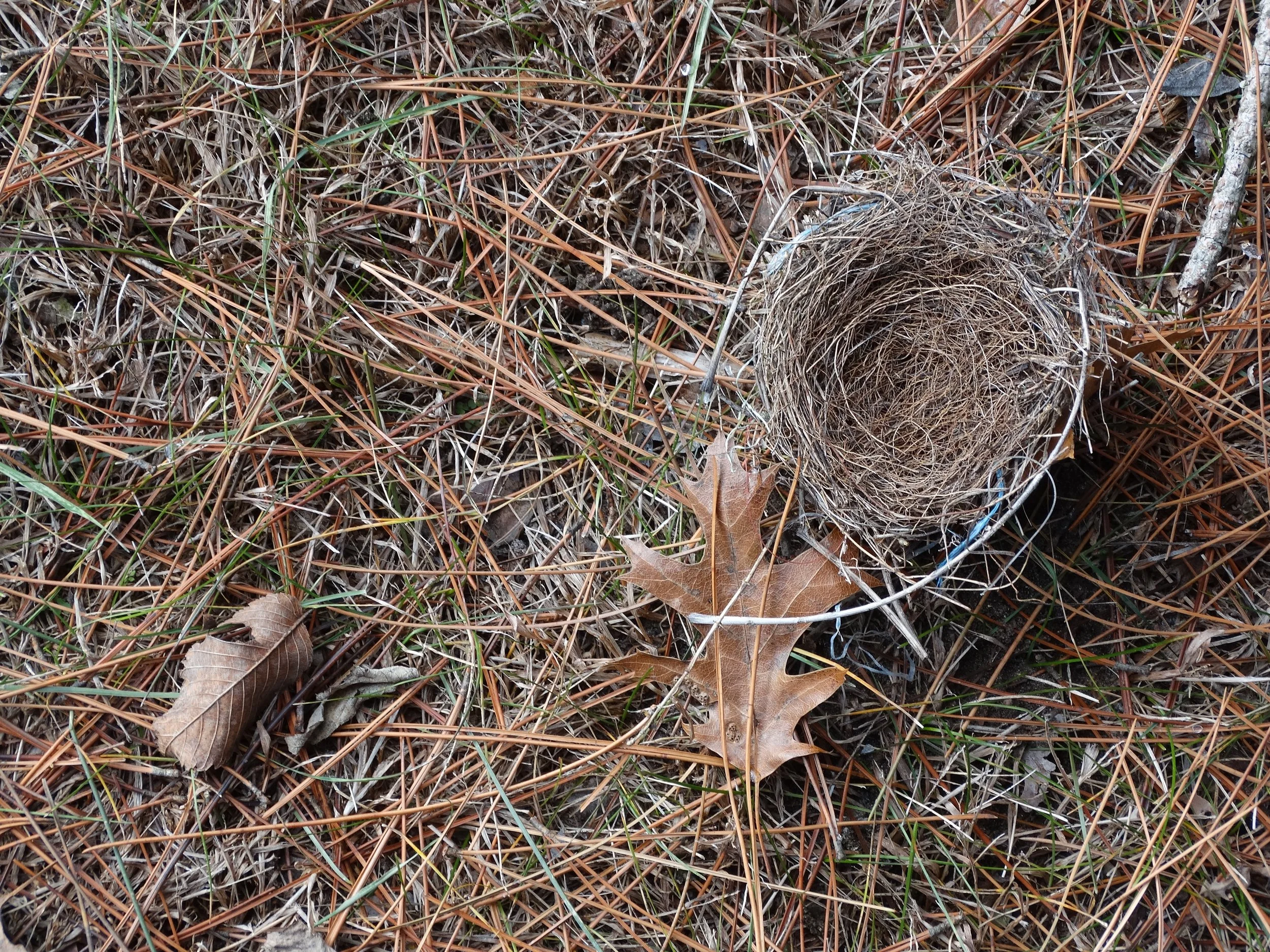 Wind fallen nest, beneath colony of pines. Upper Mississippi River. Stoddard, Wisconsin. December 7, 2016.