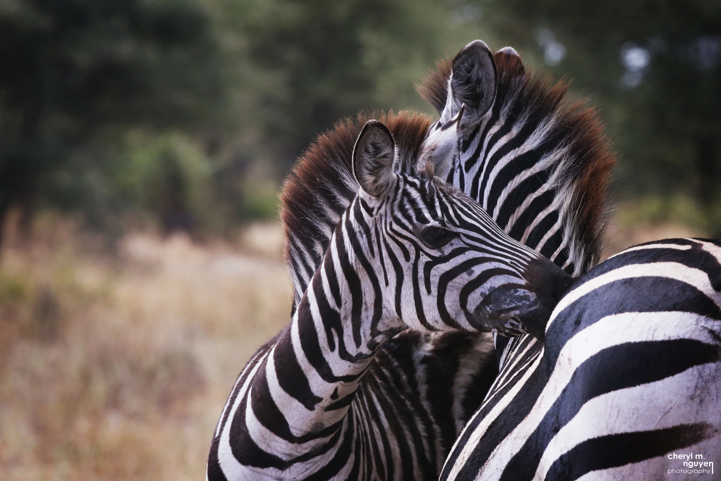 Kiss