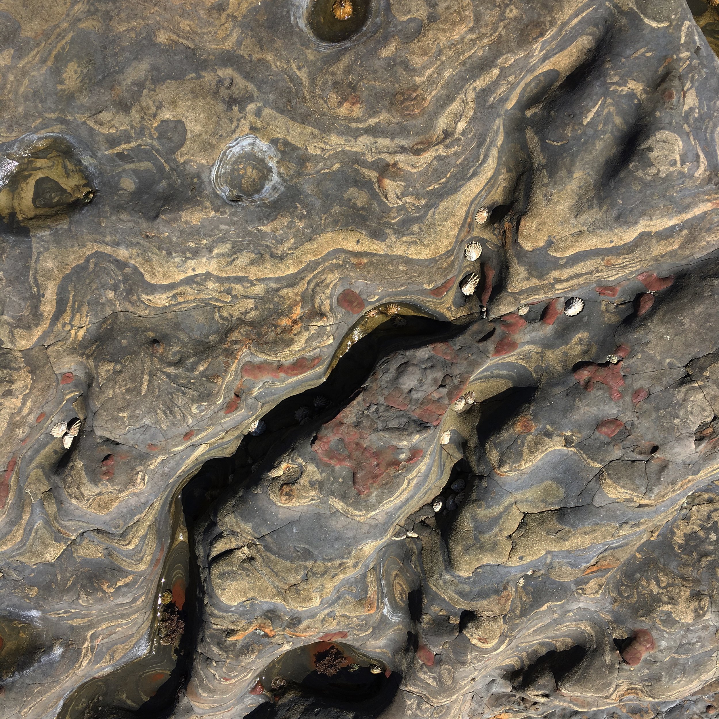 Rheo: Food + Body Image Workshop