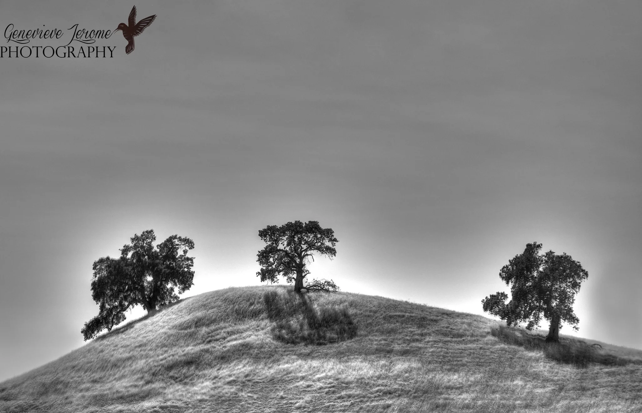 TreesinFolsom1FB.jpg