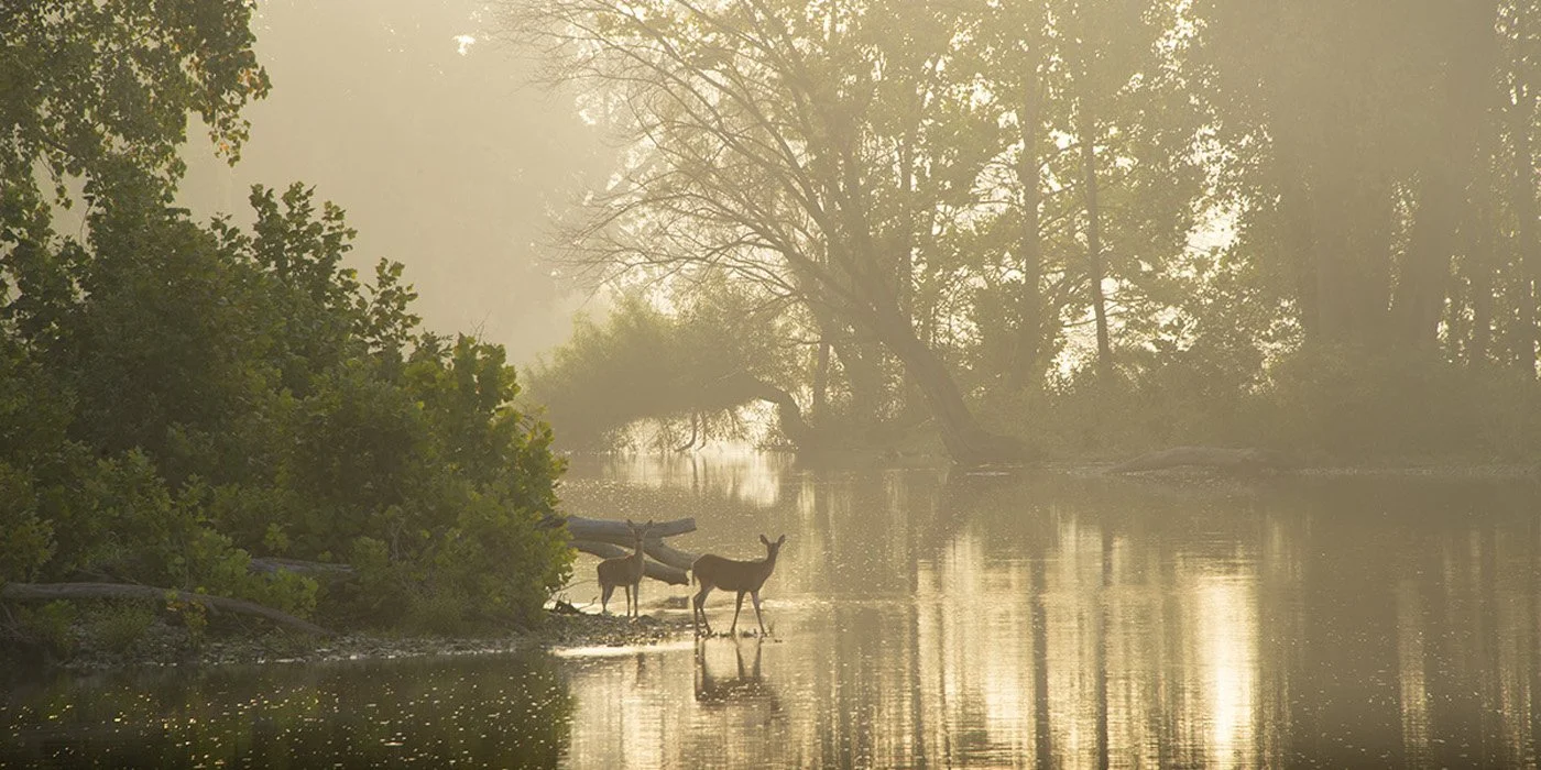 February Lunch &amp; Learn Event: Metroparks Toledo Audubon Island Restoration