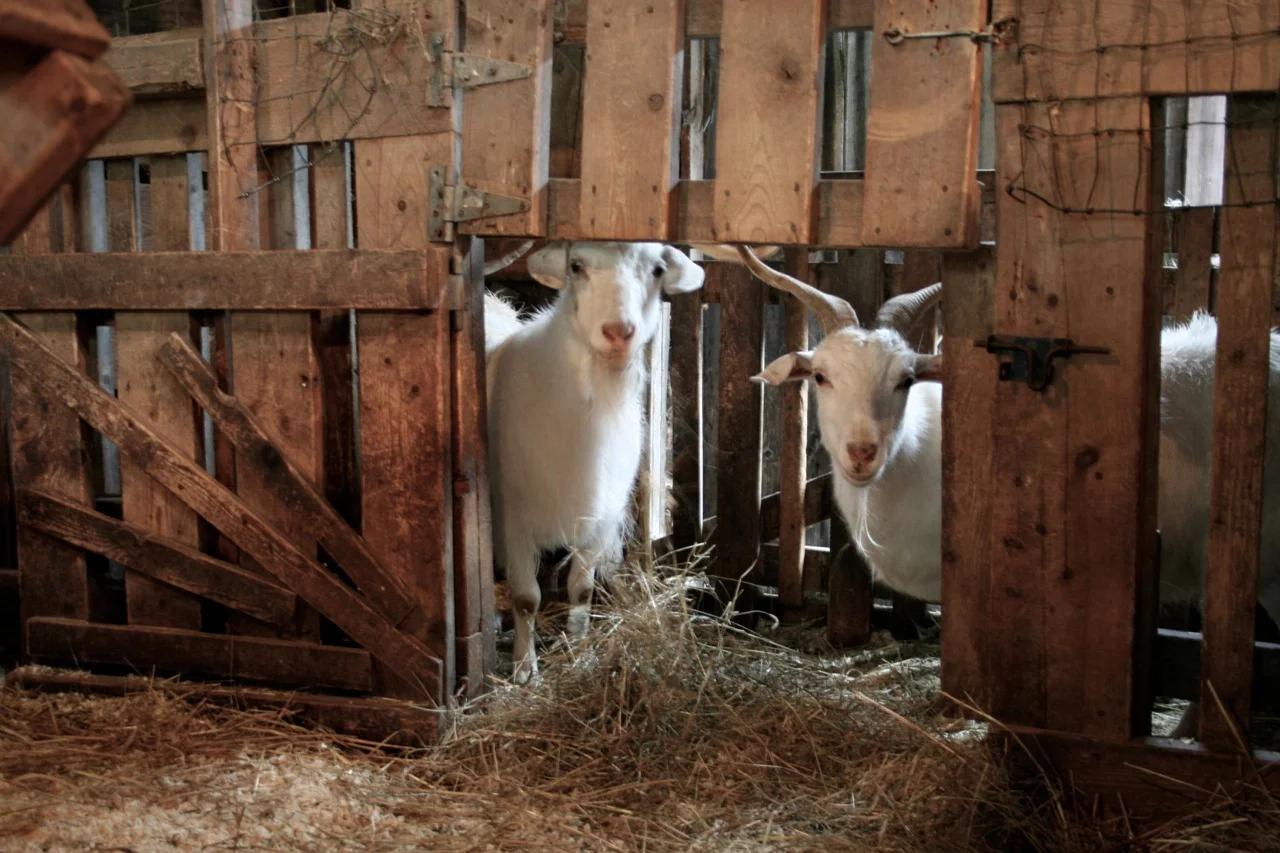 These goats were a little shy at first.......but nonetheless curious