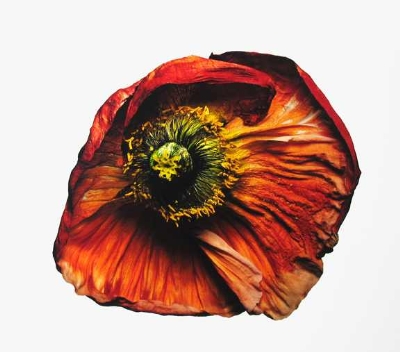 16 - Iceland Poppy (B)537325782-normal.JPG