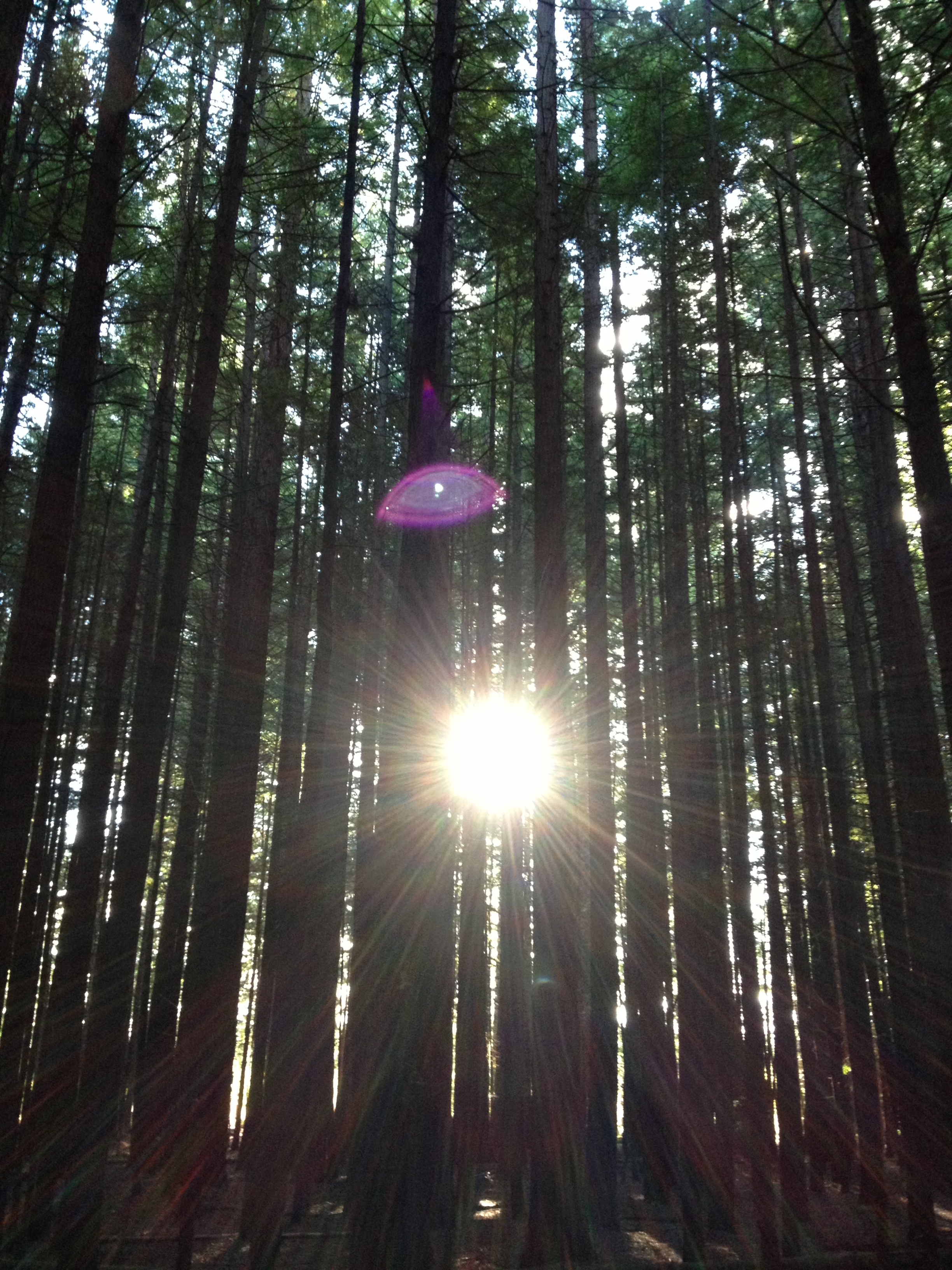 Sunlight through Rotorua Redwoods