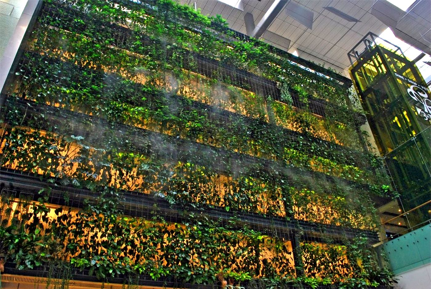 changi_terminal3_greenwall - http-::www.greenroofs.com:projects:pview.php?id=1503.jpg