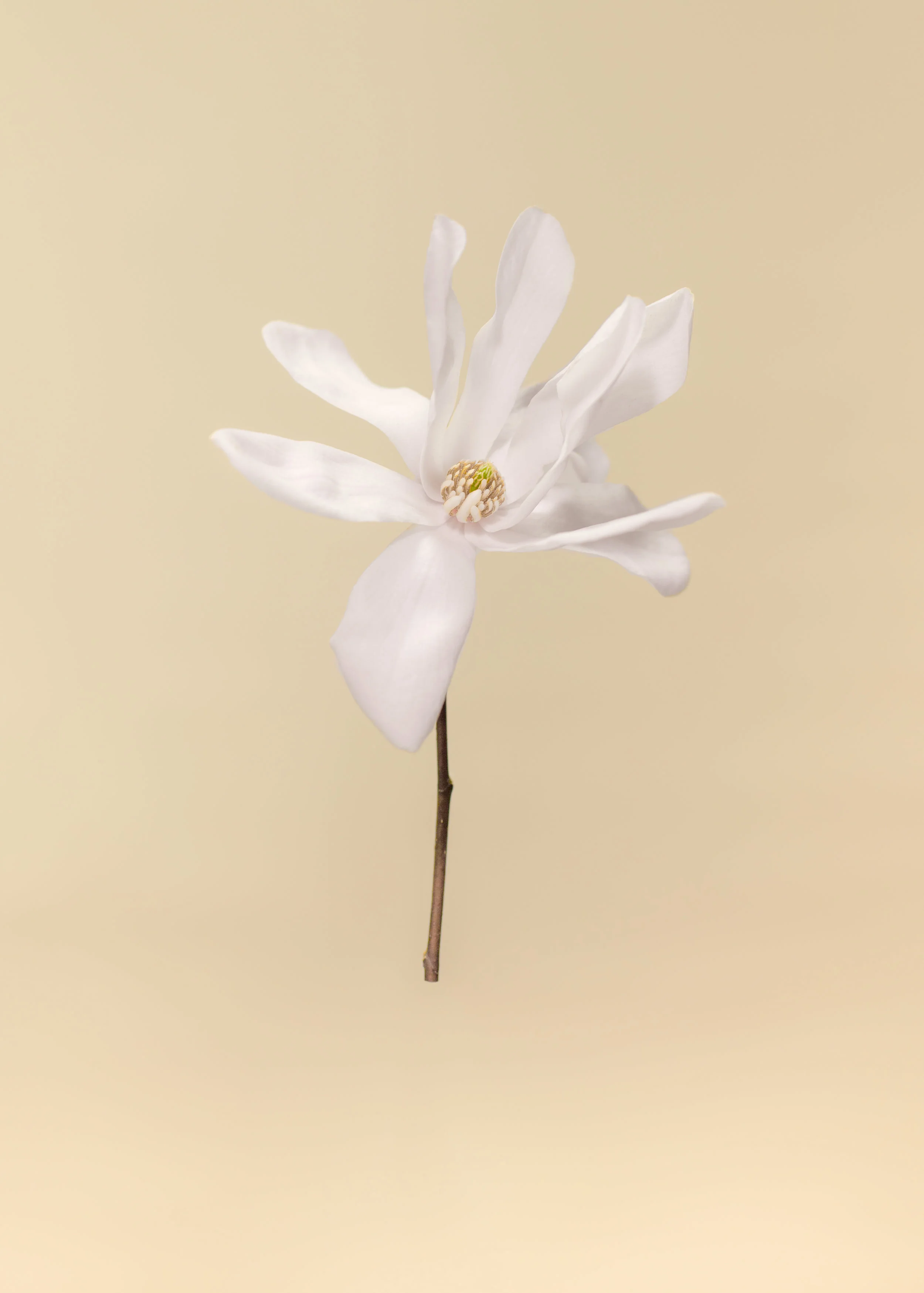 Magnolia - April 3-1.jpg