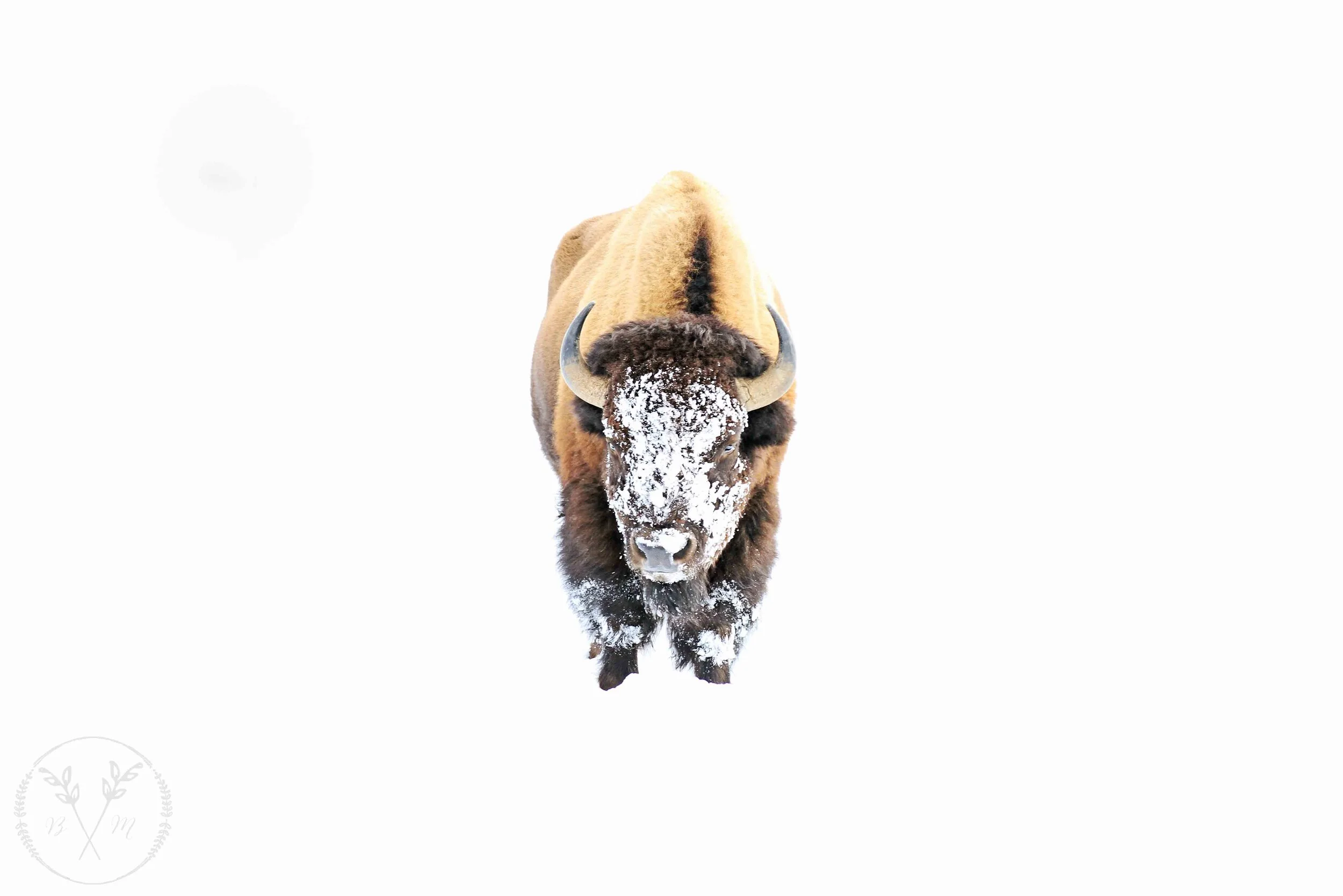 JH Winter 2019-3_watermark.jpg