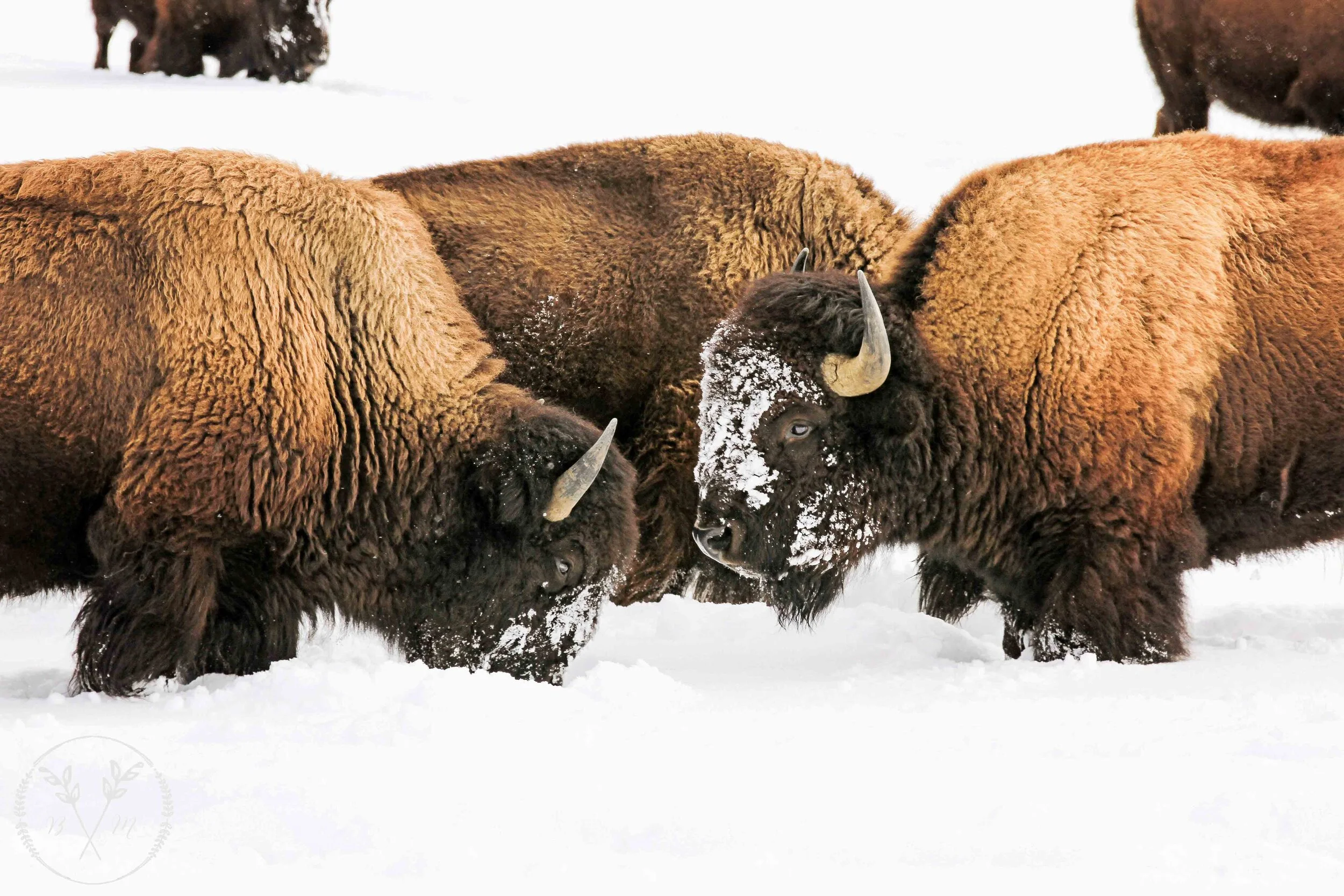 JH Winter 2019-8_Watermark.jpg