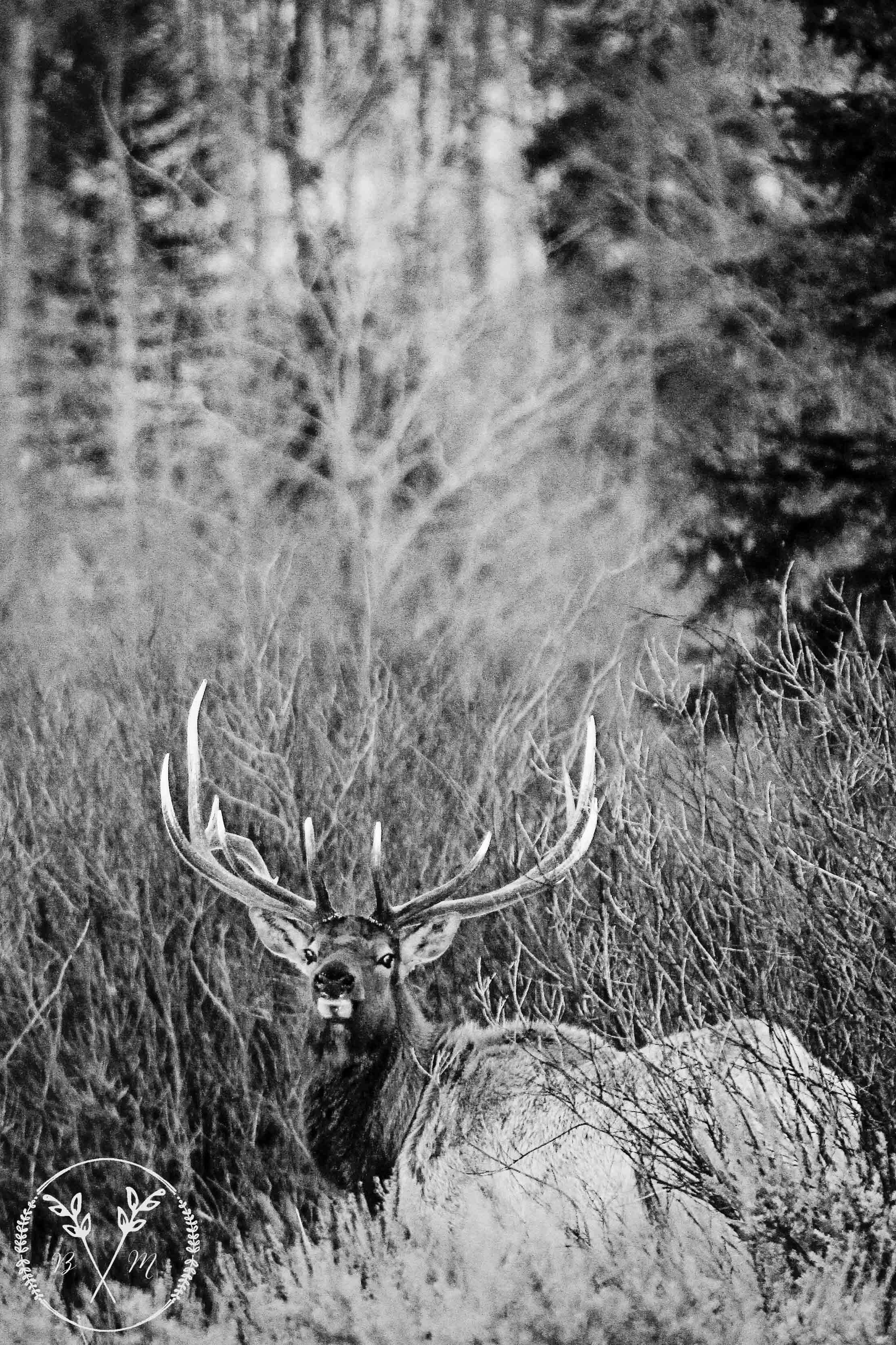 Elk Refuge-8_cropped B&W Watermarked.jpg