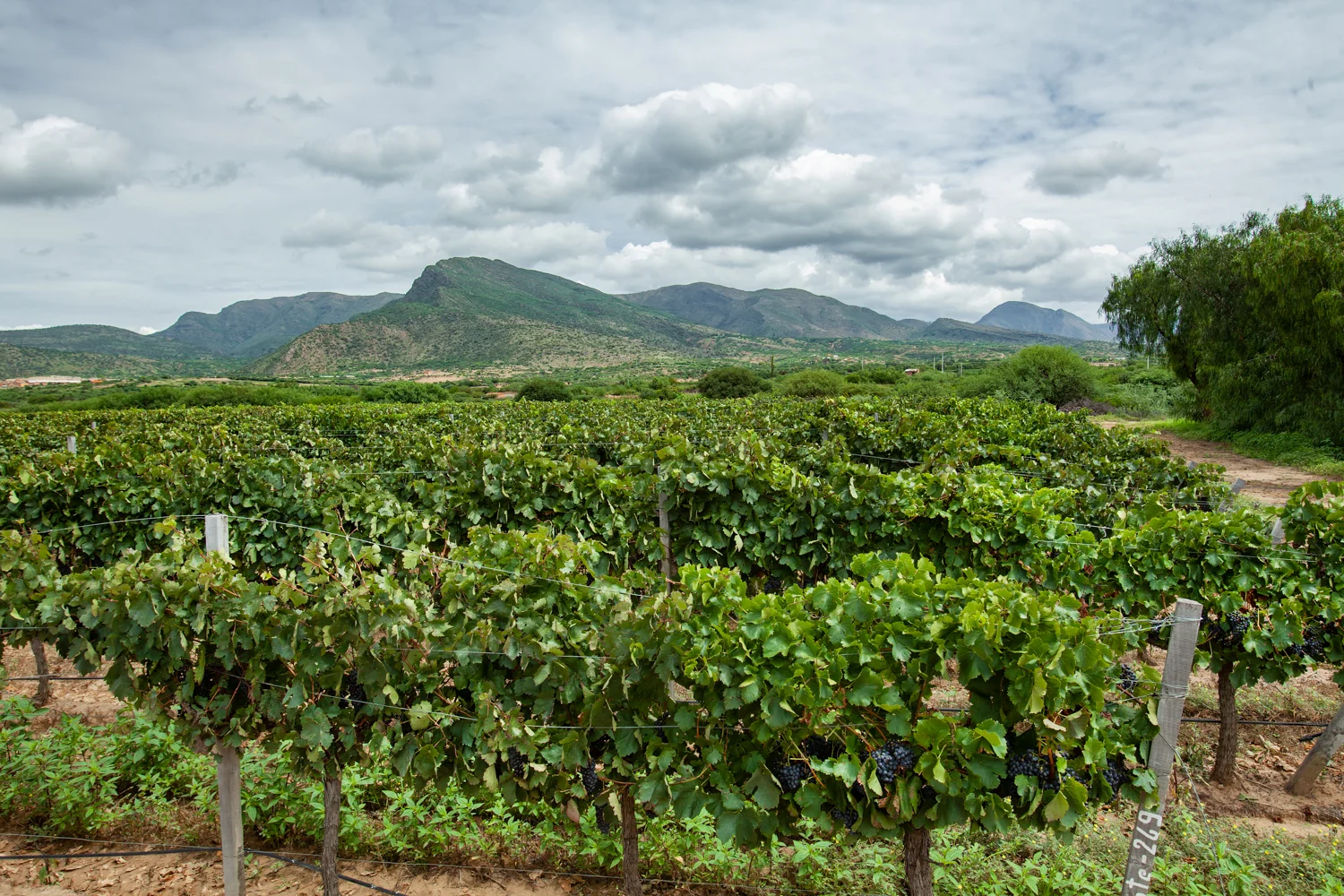 Campos De Solana winery