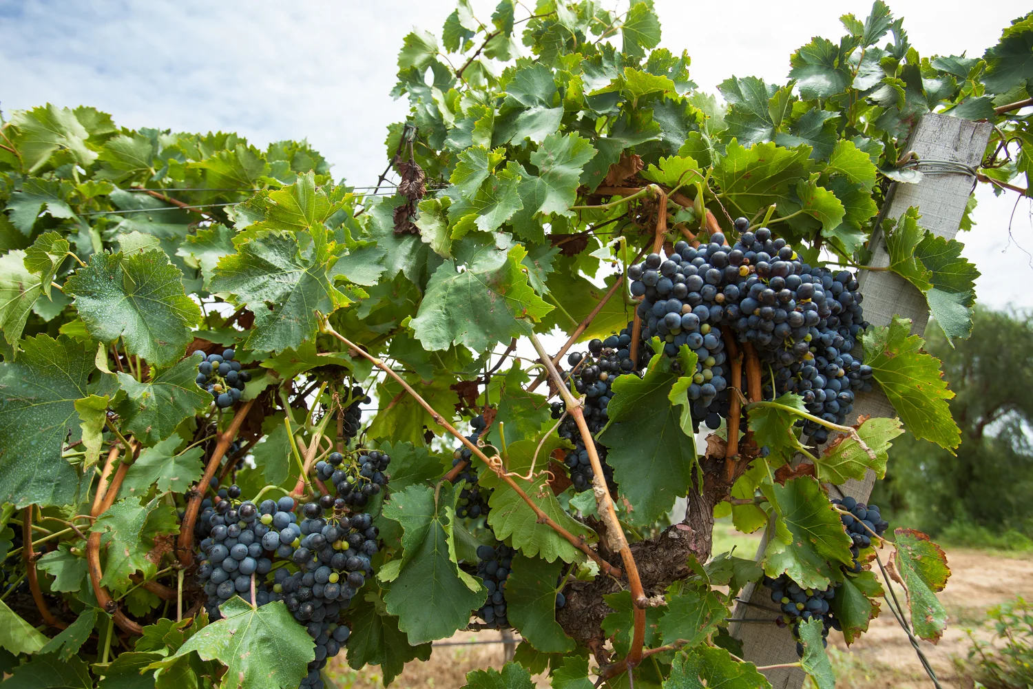 Malbec grapes